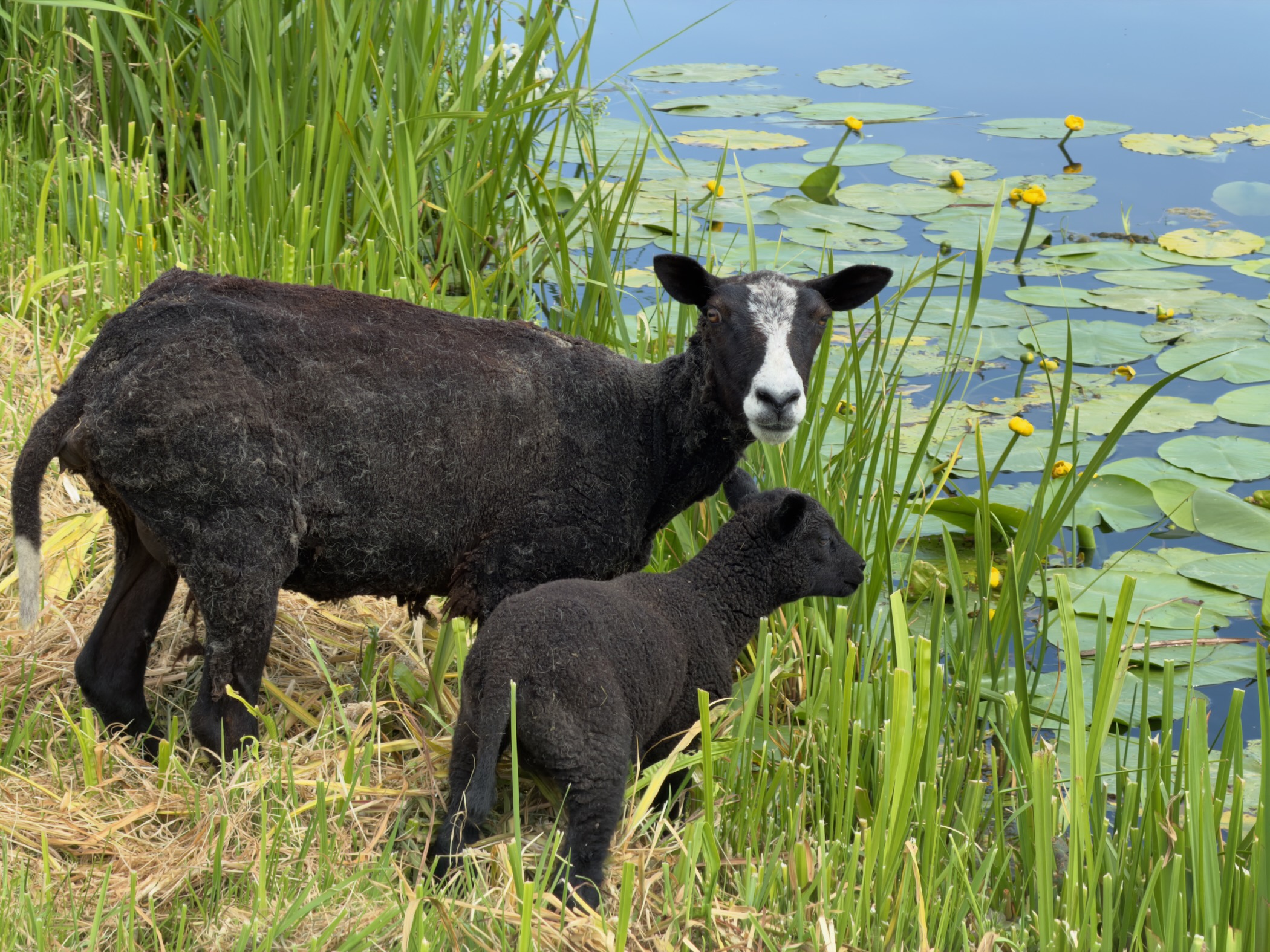 Black ewe and black lamb standing in grass at the water's edge, with lily pads and yellow water lilies behind