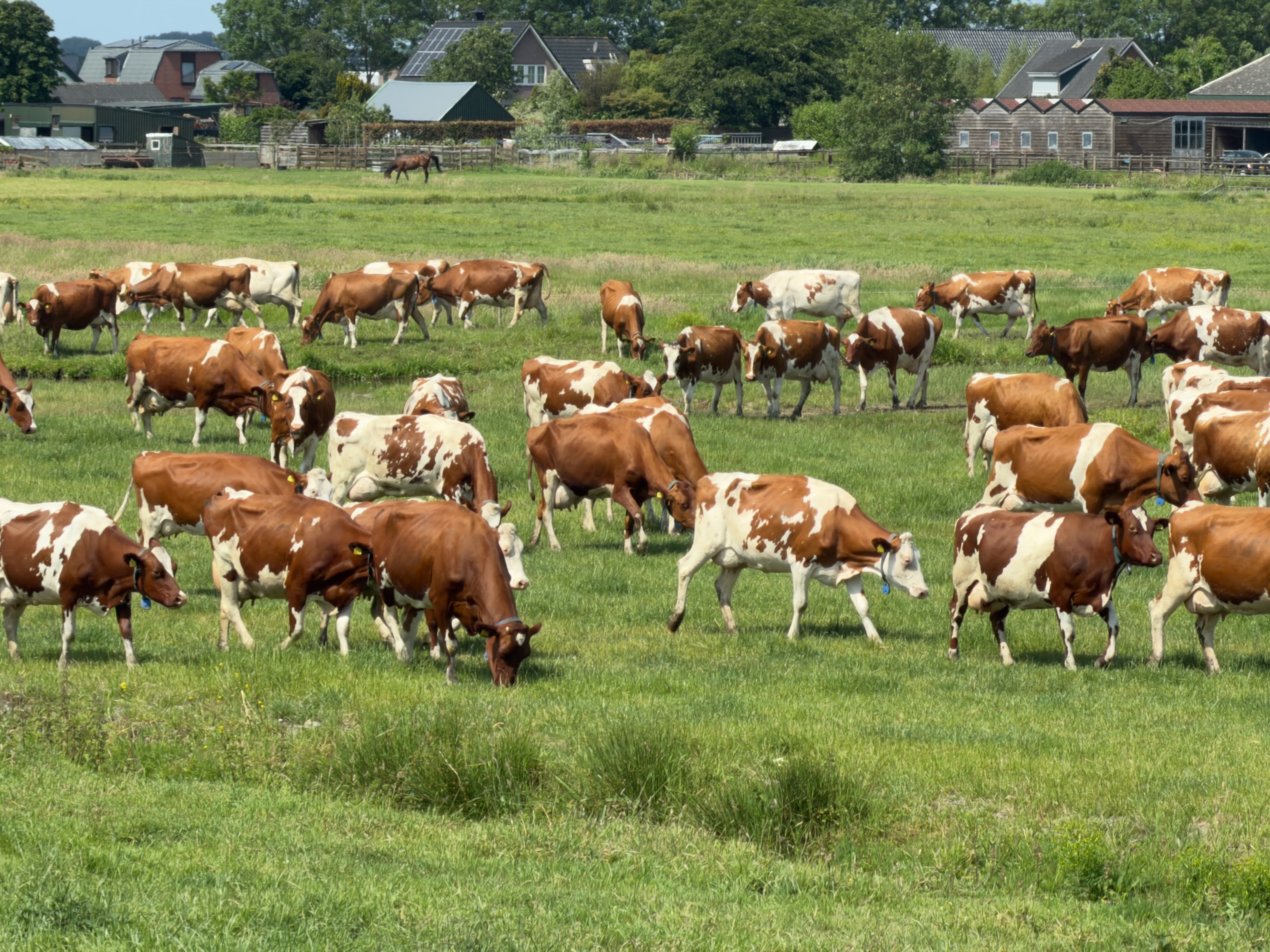 Large herd of red and white cows grazing in a green meadow with farm buildings behind