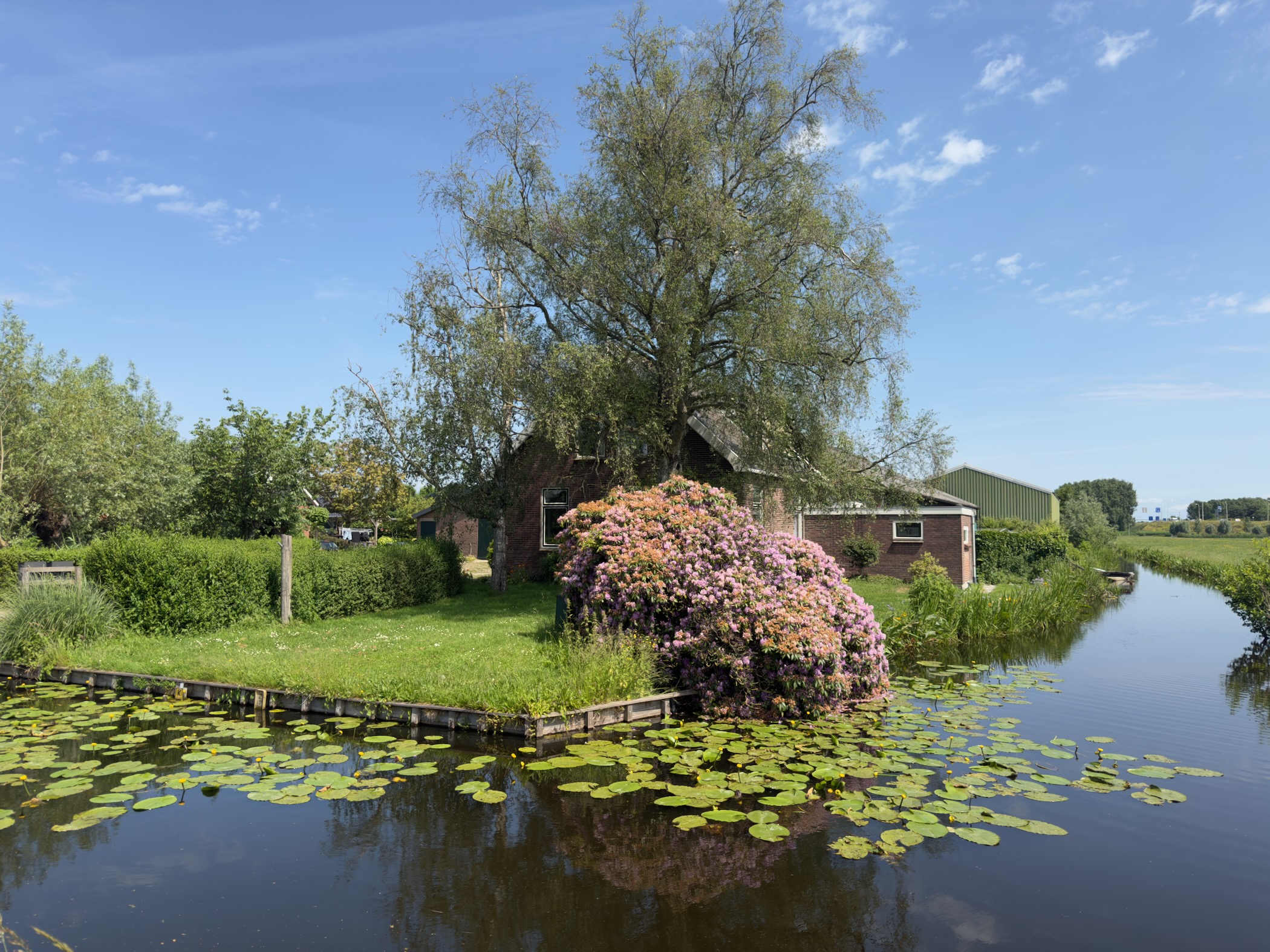 Brick farmhouse beside a willow tree with a large flowering pink rhododendron in the garden, lily pads on the canal in the foreground