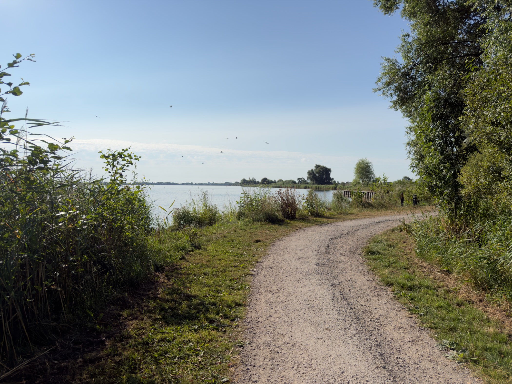 Gravel path curving along the shore of a lake, with reeds on the left and trees casting shade on the right