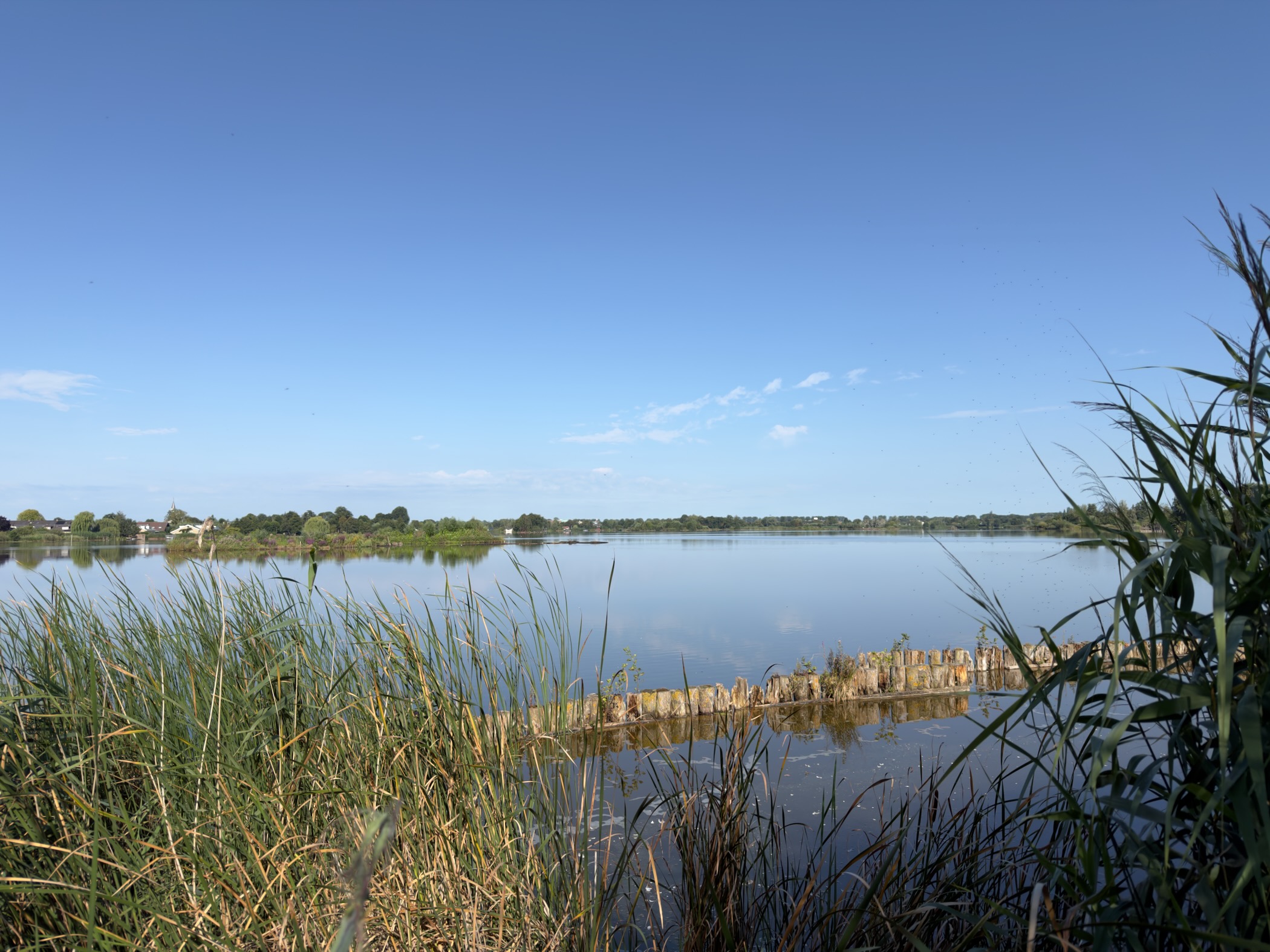 Wide calm lake of the Reeuwijkse Plassen with reed beds in the foreground and houses on the far shore