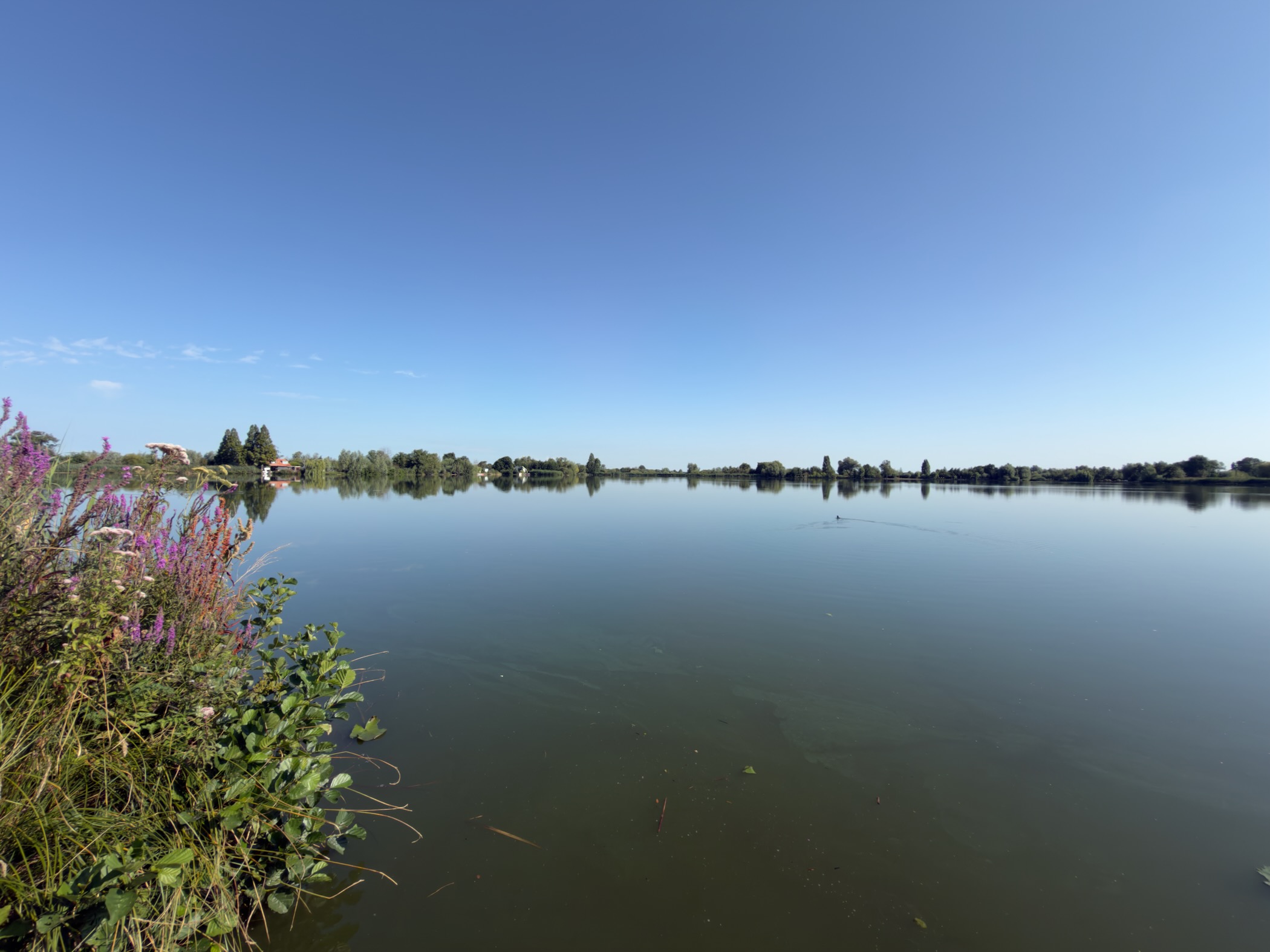 Purple loosestrife on the bank of a glassy lake with a duck swimming in the distance