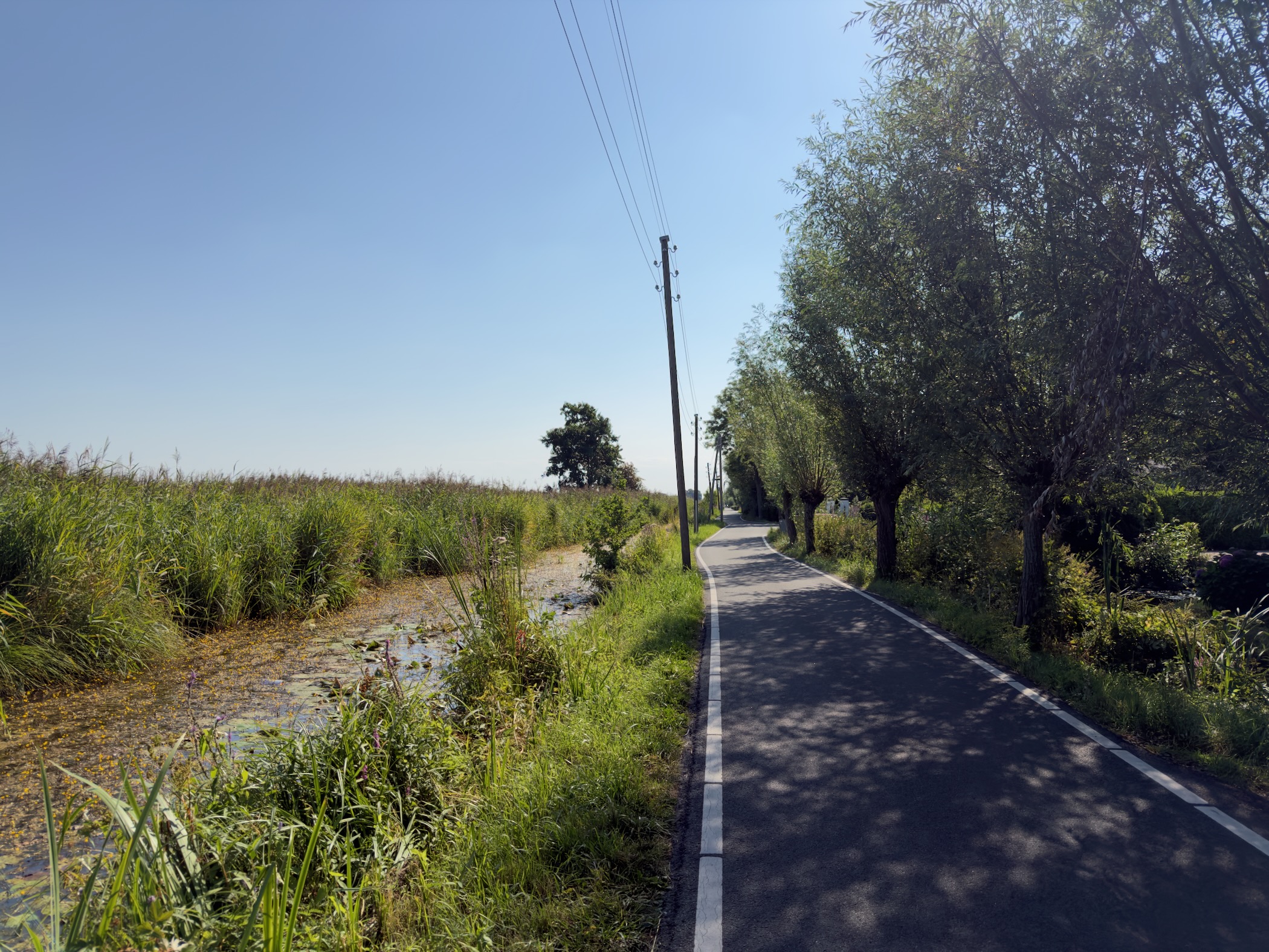 Asphalt cycle path lined with trees on the right and a reed-fringed ditch with yellow water plants on the left