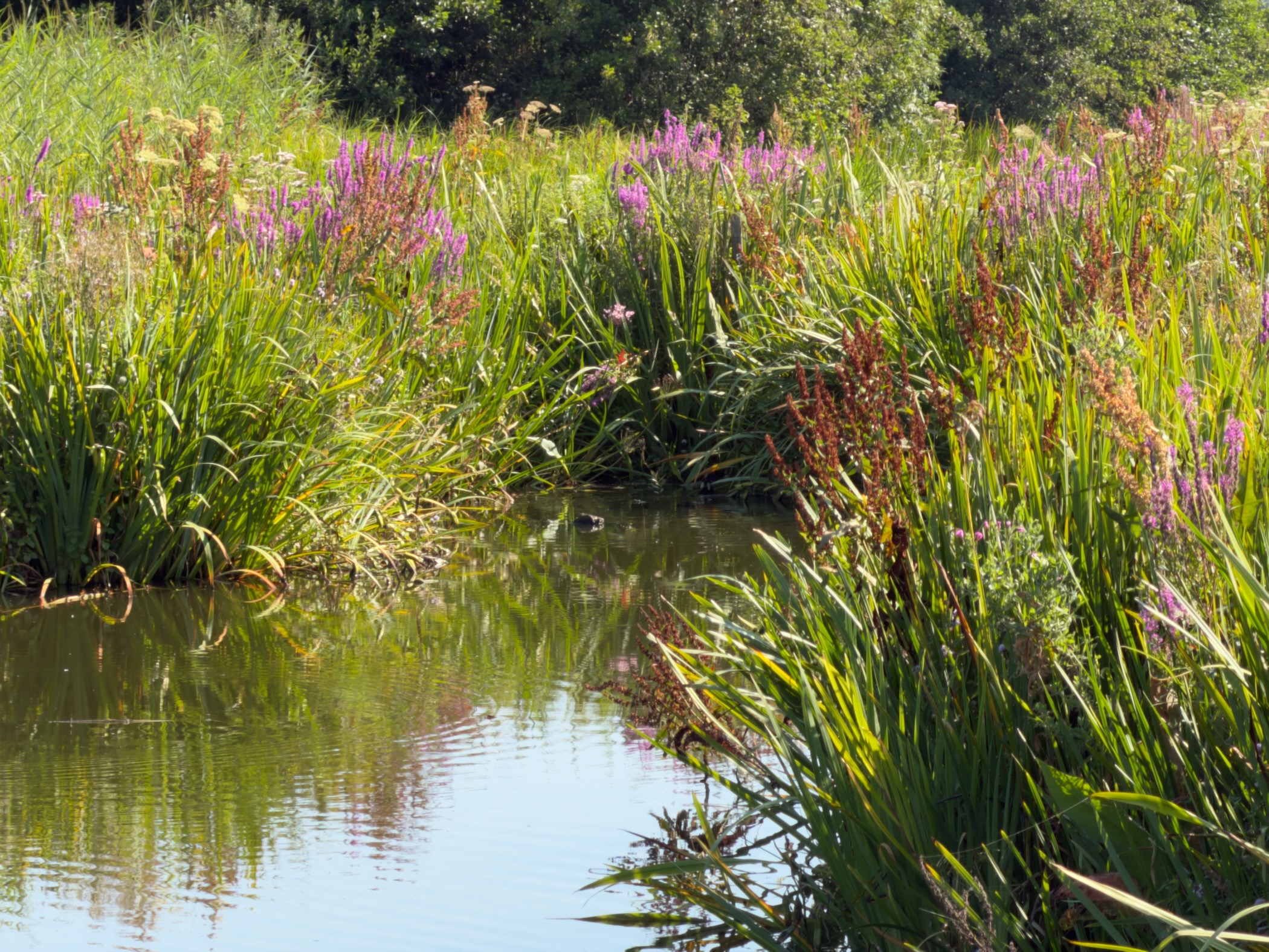 Narrow waterway bordered by purple loosestrife and tall green reeds