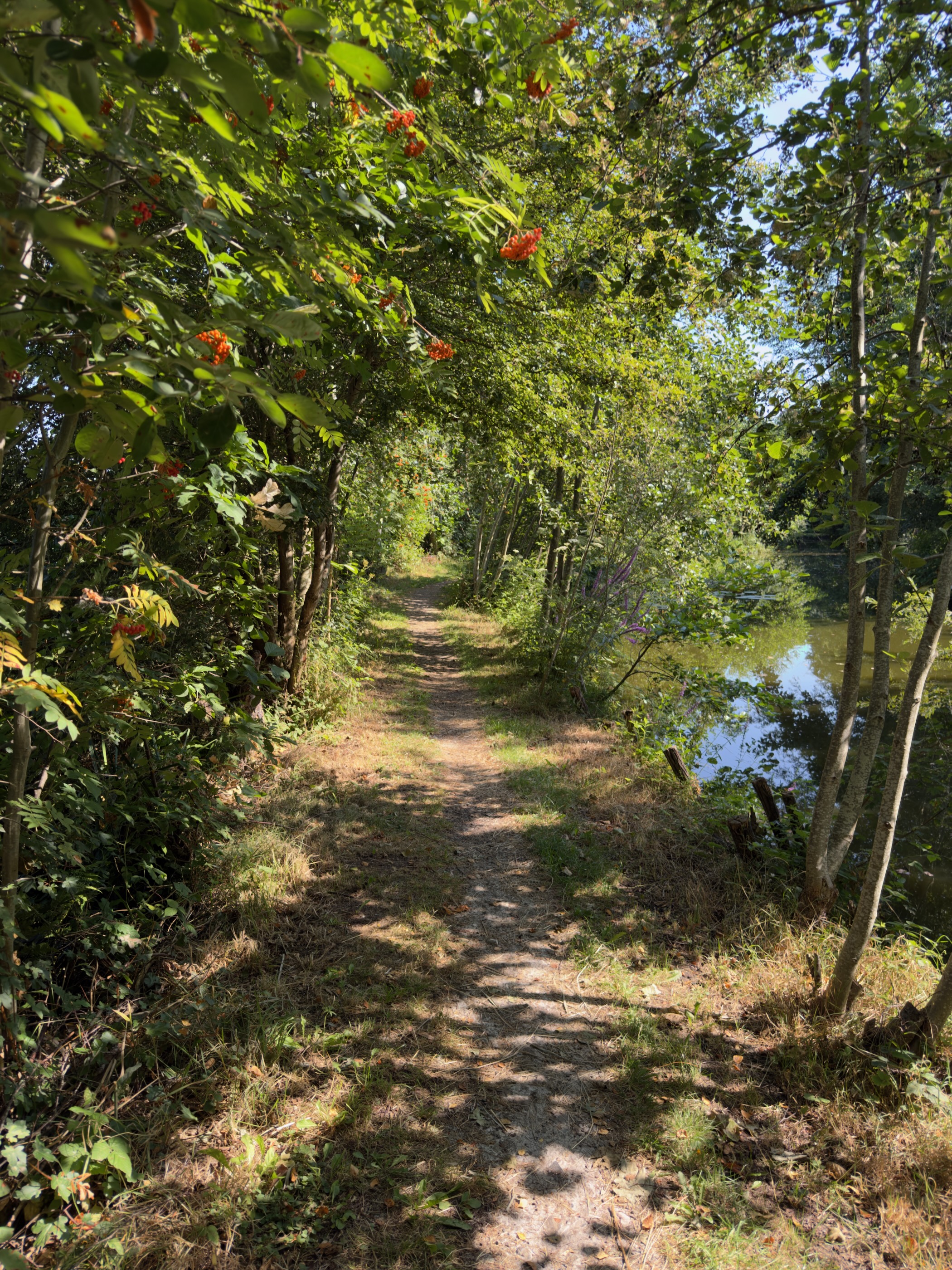 Shaded dirt path under trees heavy with orange rowan berries, a ditch on the right