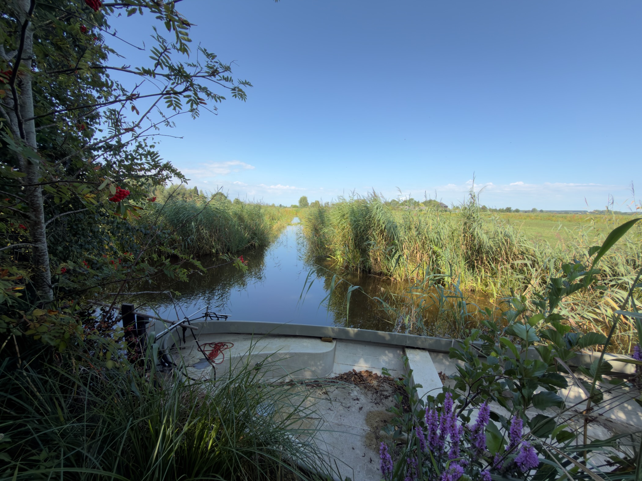 Small grey boat among purple flowers at the edge of a reed-lined canal running into open polder