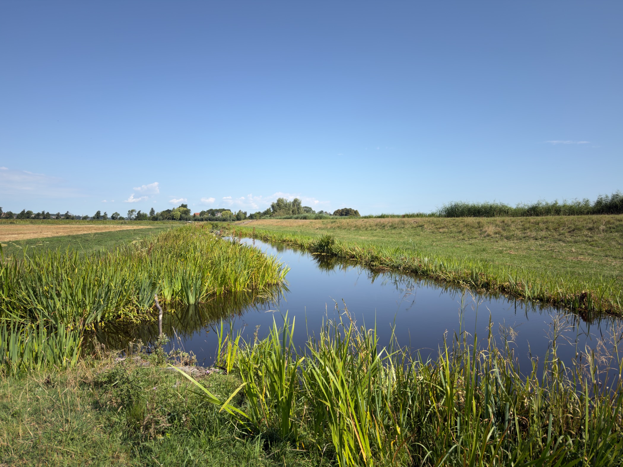 Curving reed-lined ditch through green polder fields under a bright blue sky