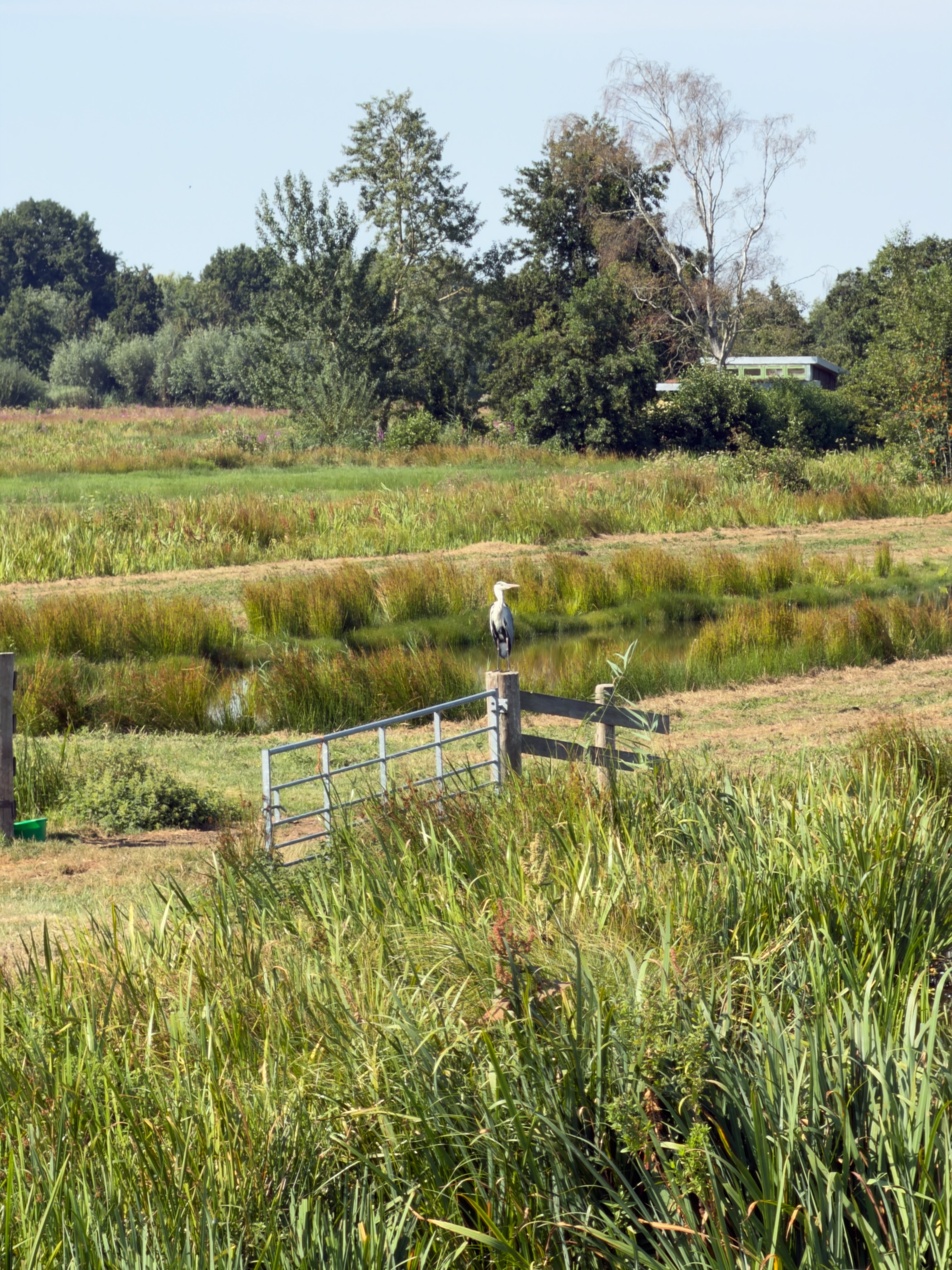Grey heron perched on a fence post beside a metal gate in a wetland of reeds and shallow pools