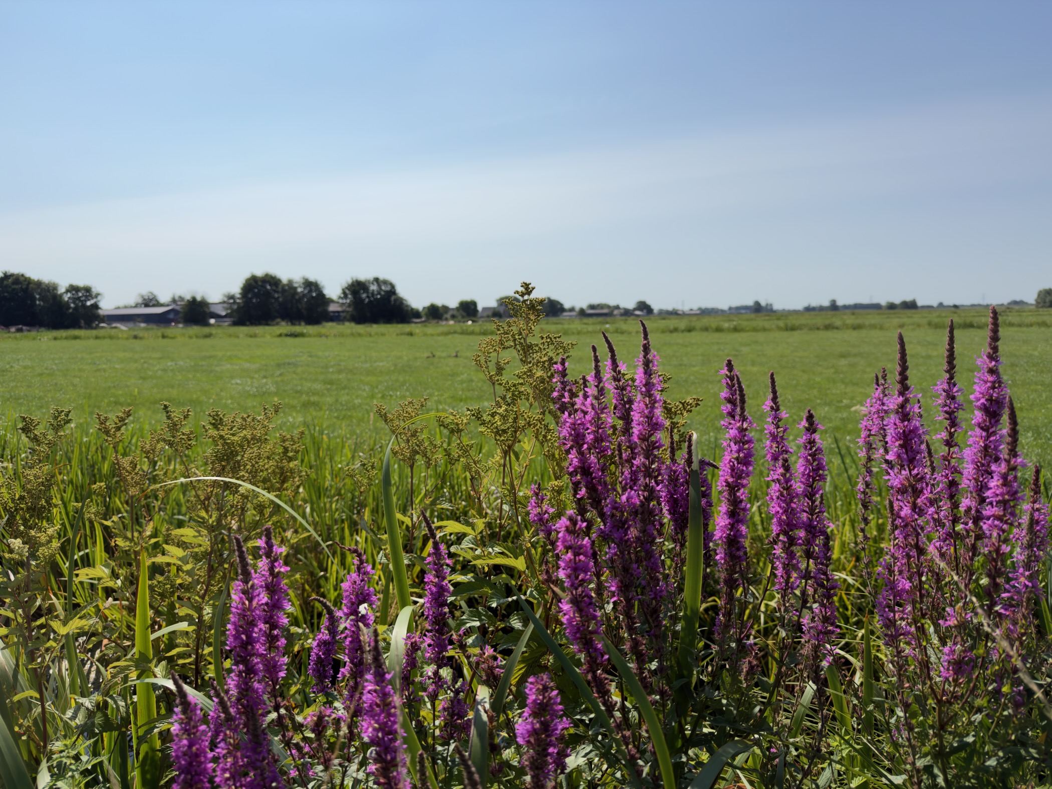 Purple loosestrife in the foreground before a wide green meadow and distant farm buildings