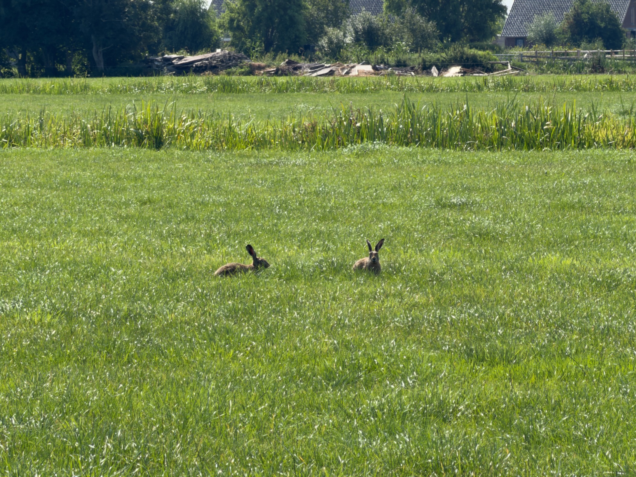 Two brown hares sitting in a bright green meadow with farm buildings in the background