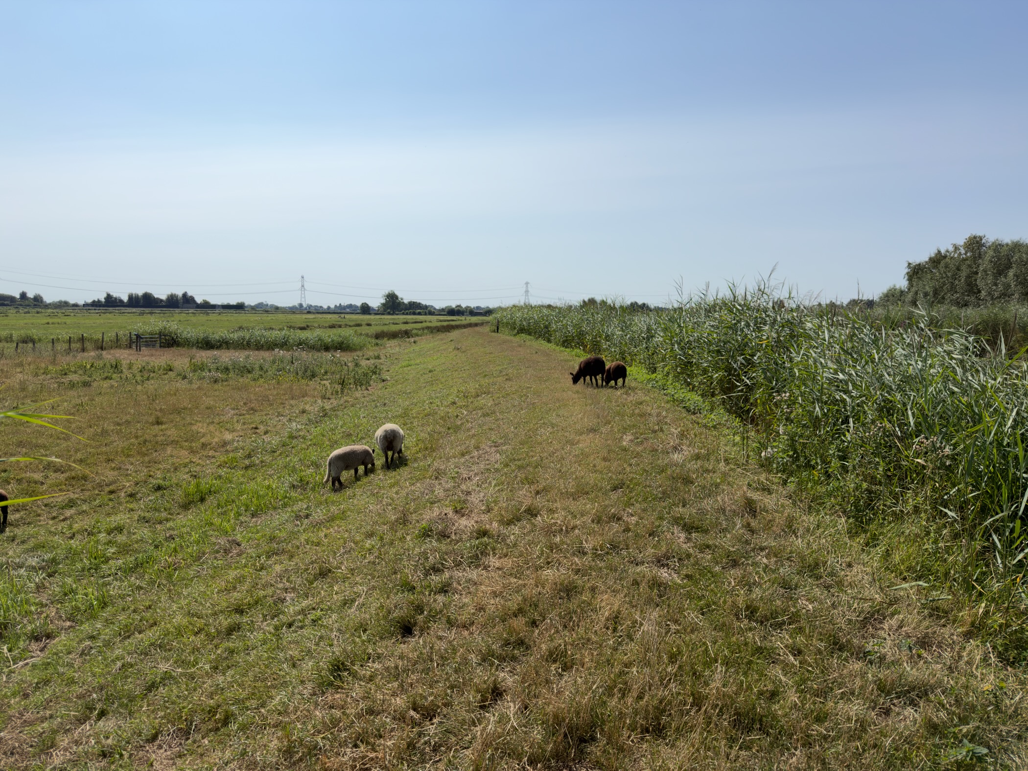 White and brown sheep grazing along a grassy dyke with reeds and open polder beyond