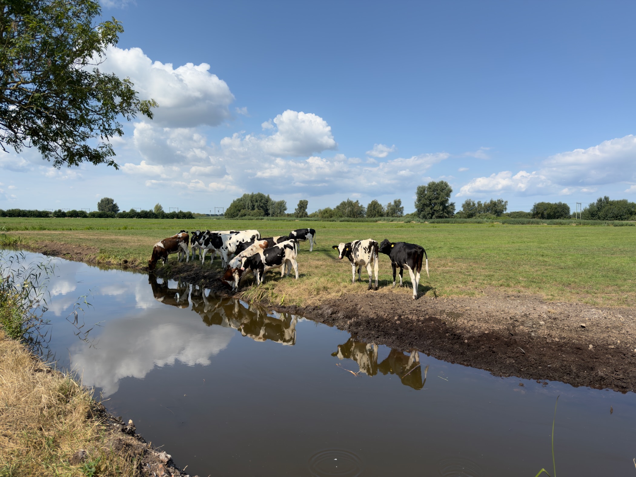 Herd of black and white cows drinking from a ditch, reflected in the water under a blue sky with white clouds