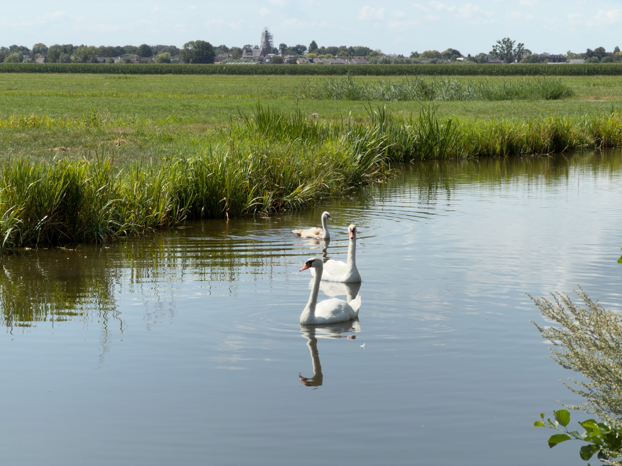 Two mute swans and a grey cygnet swimming on a canal with green fields and a distant town on the horizon