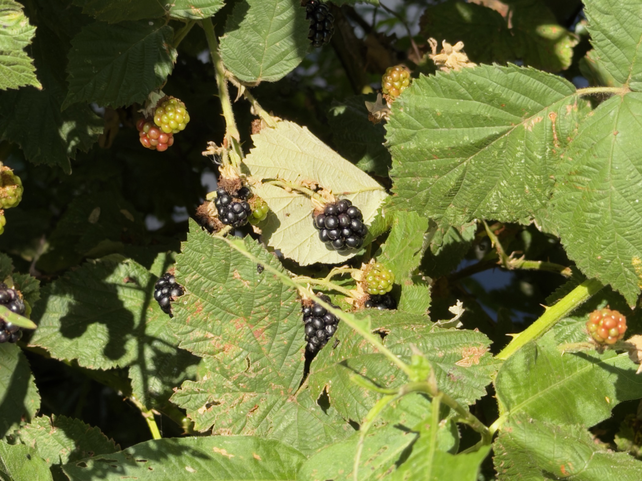 Ripe blackberries and green and red unripe fruit among sunlit bramble leaves