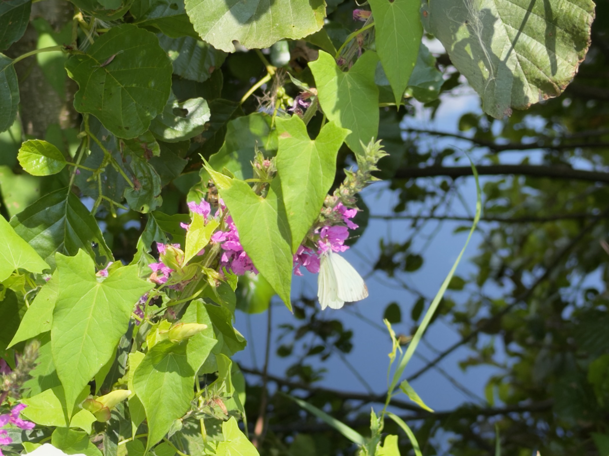 White butterfly on purple flowers among green leaves with blue water reflected behind