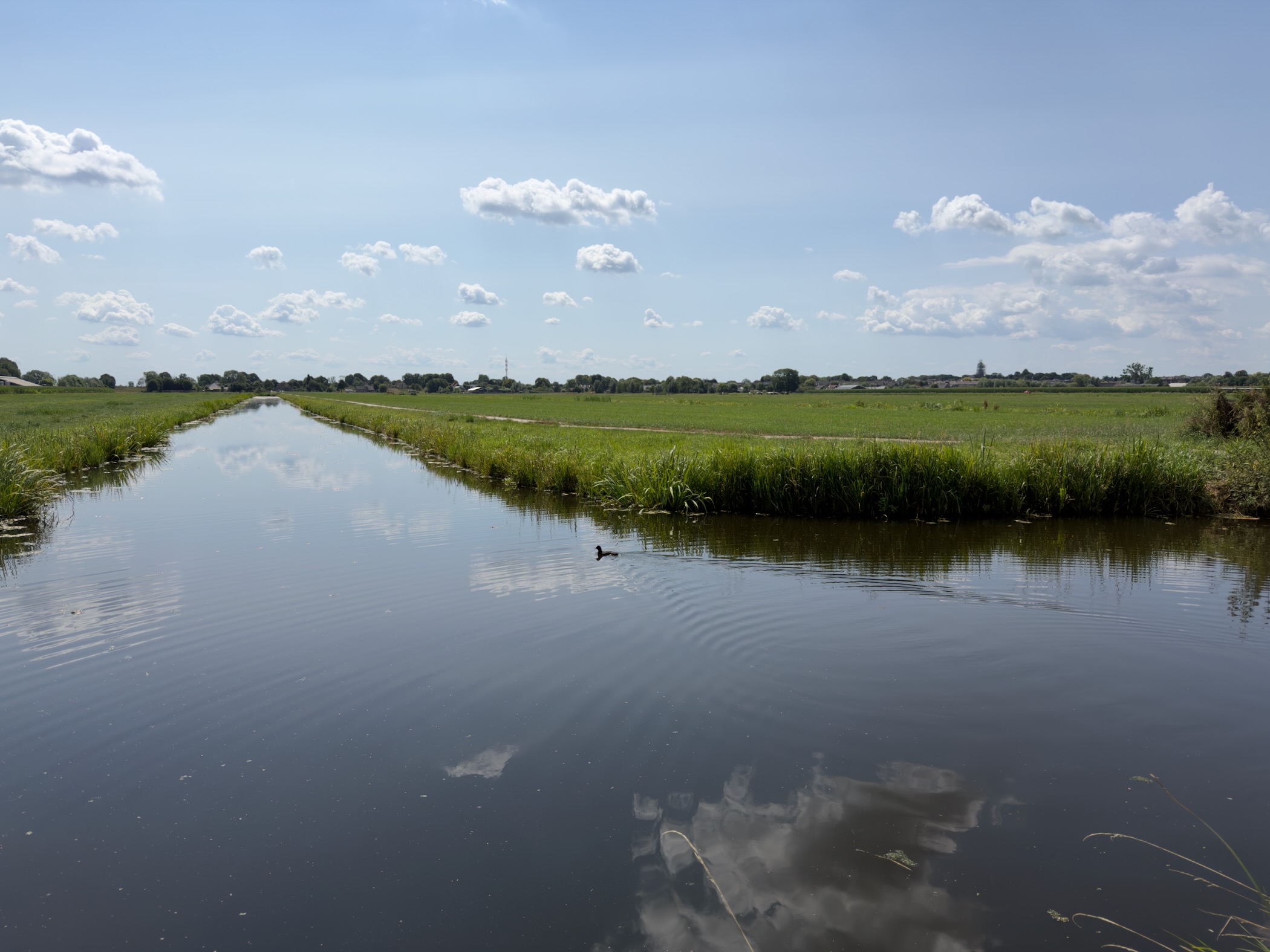 Long straight canal reflecting white clouds, with a duck on the water and green polder fields on both sides