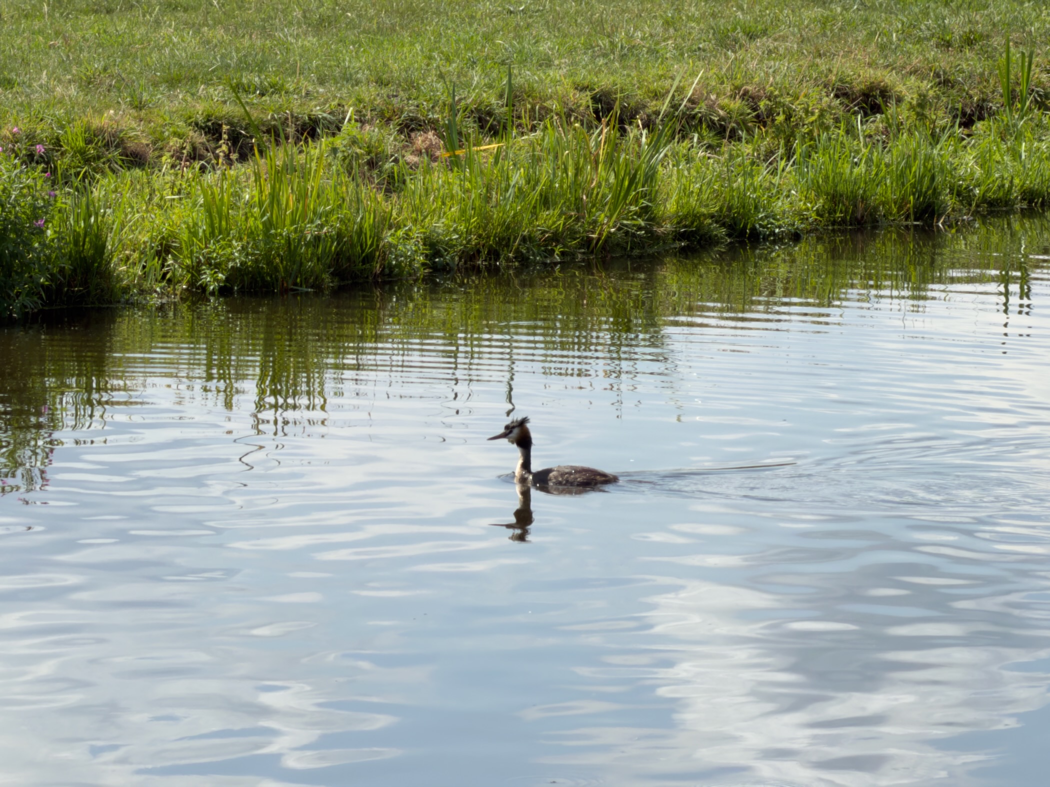 Great crested grebe swimming on a canal with a green grassy bank behind