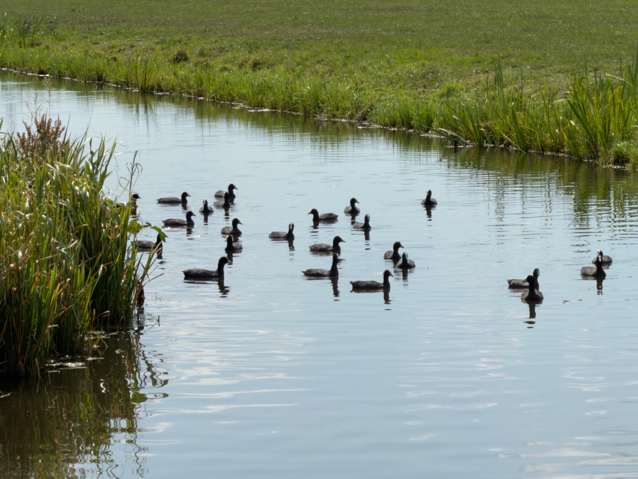 Large flock of coots gathered on a canal beside a fringe of reeds