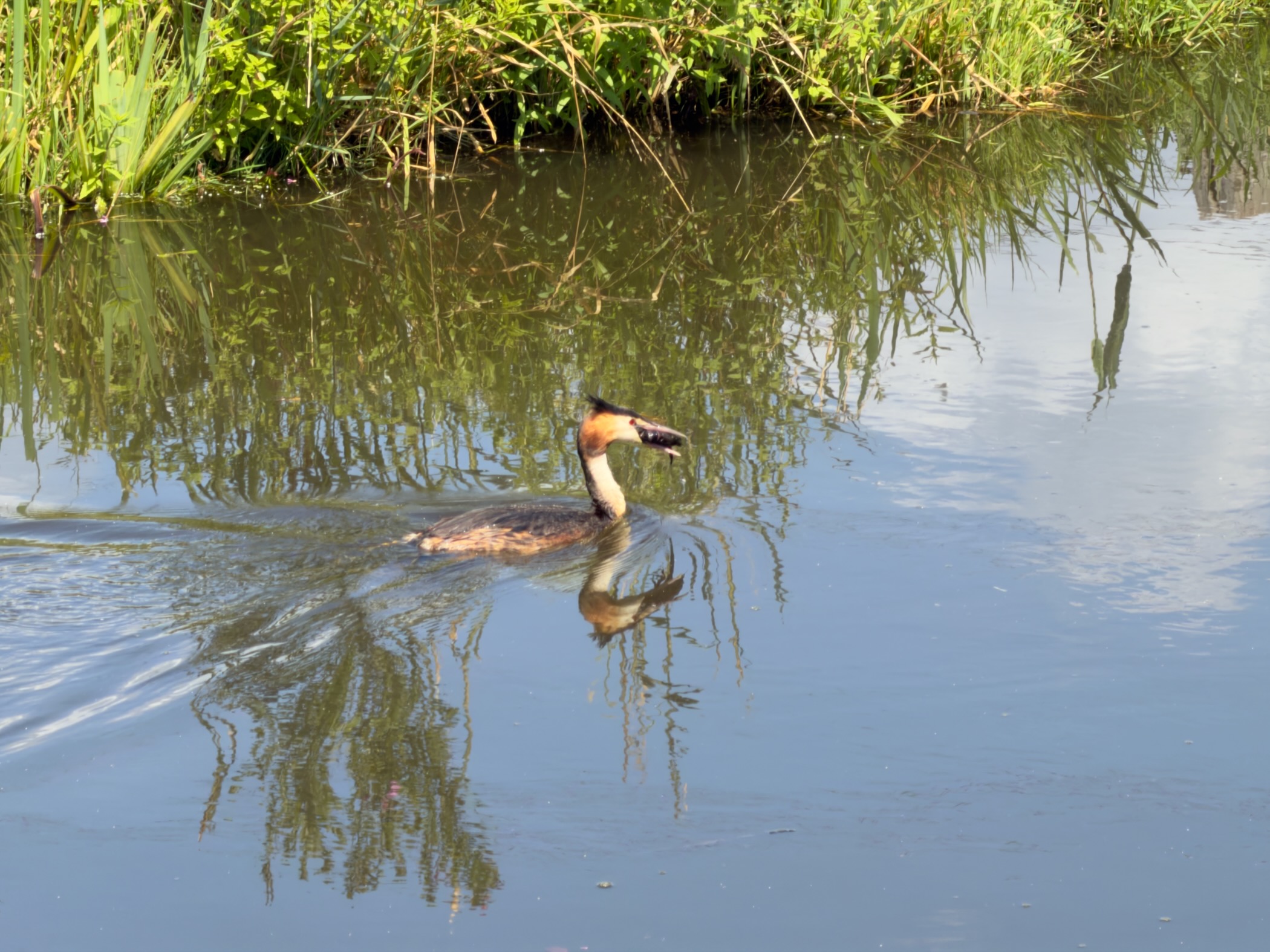 Great crested grebe on the water holding a small fish in its bill