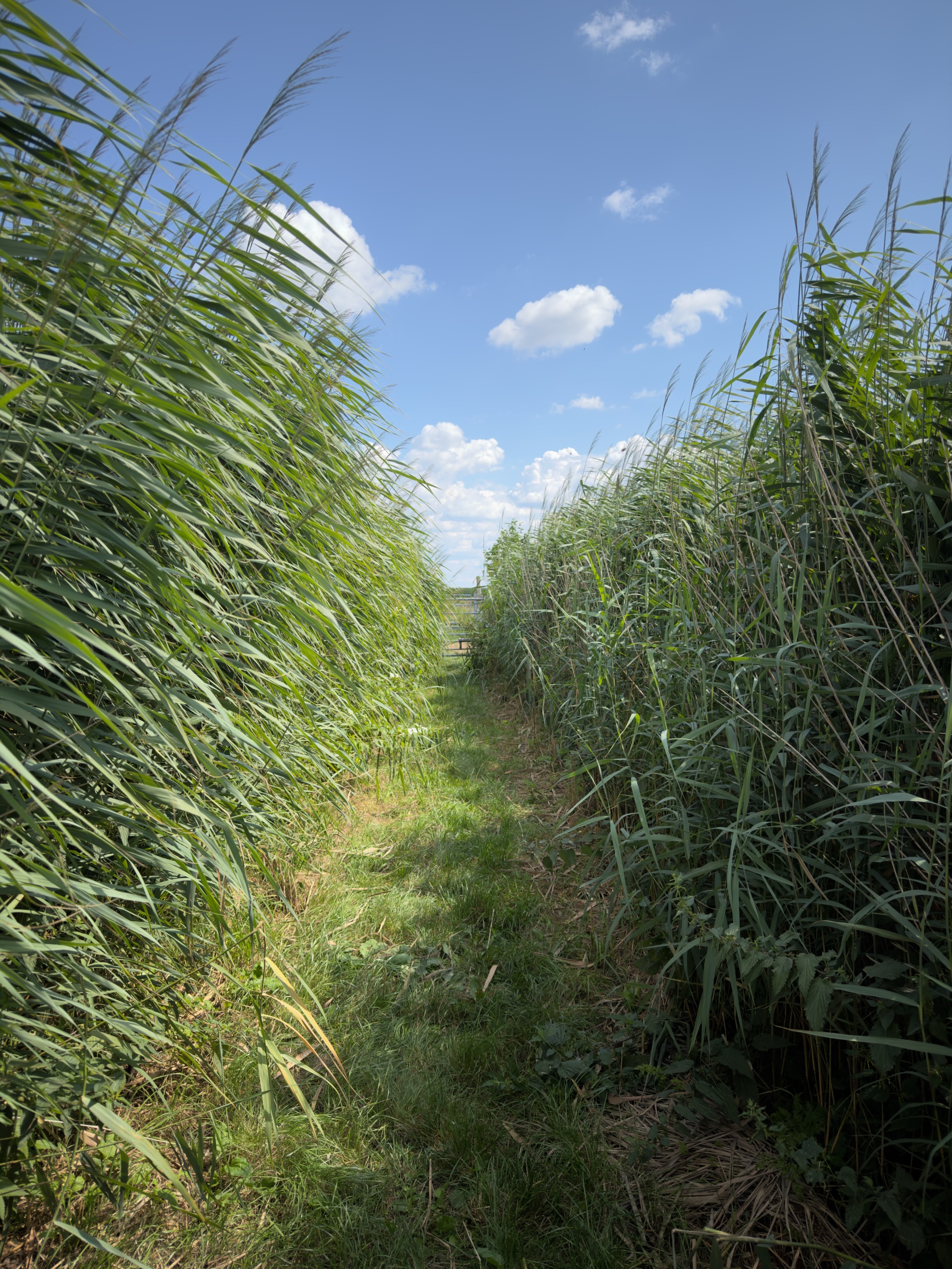 Narrow grassy path hemmed in by tall reeds under a blue sky with white clouds