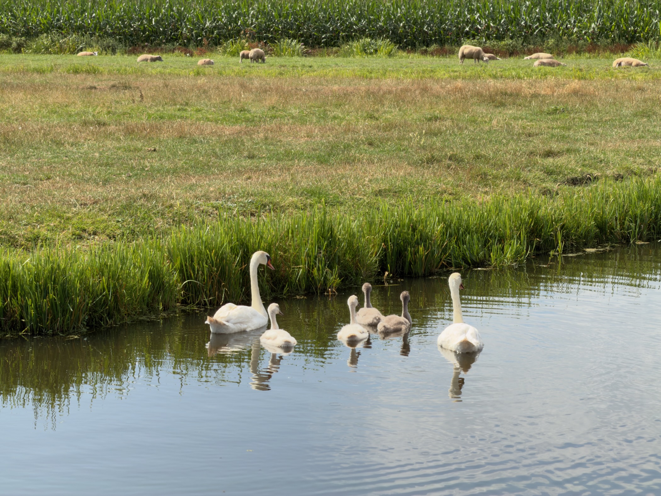 Pair of mute swans with four cygnets on a canal, sheep grazing in the meadow beyond