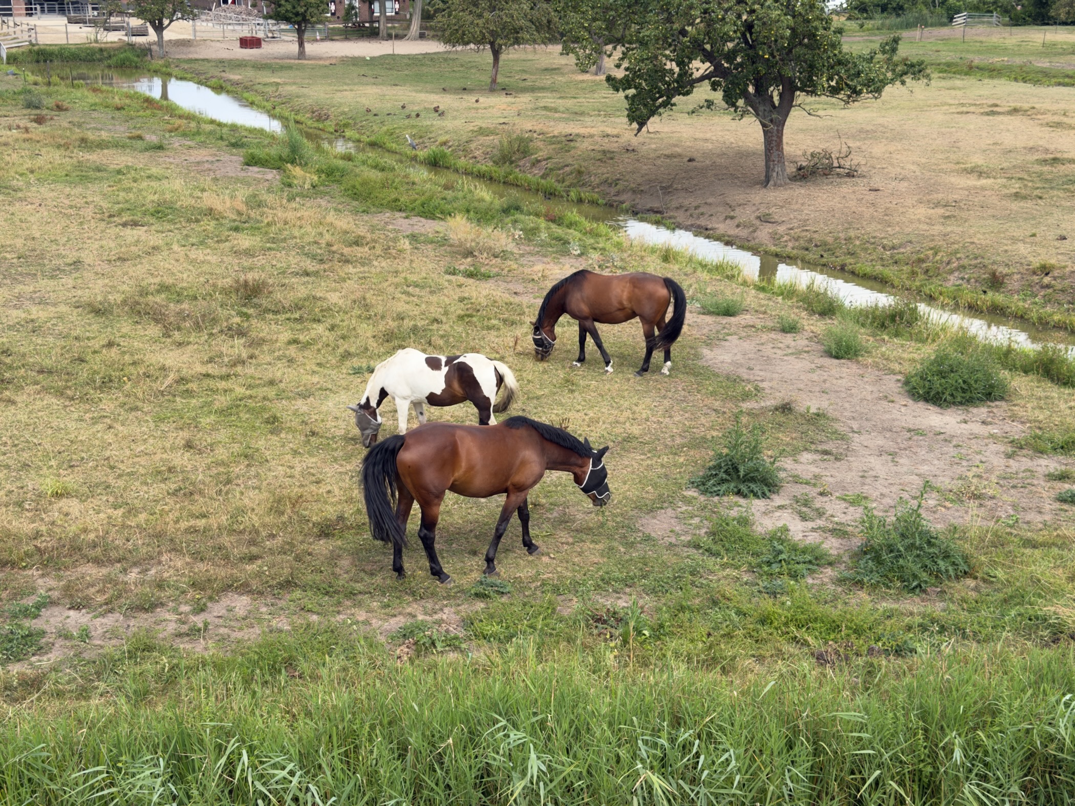 Three horses, one piebald and two bay, grazing in a dry paddock beside a small ditch