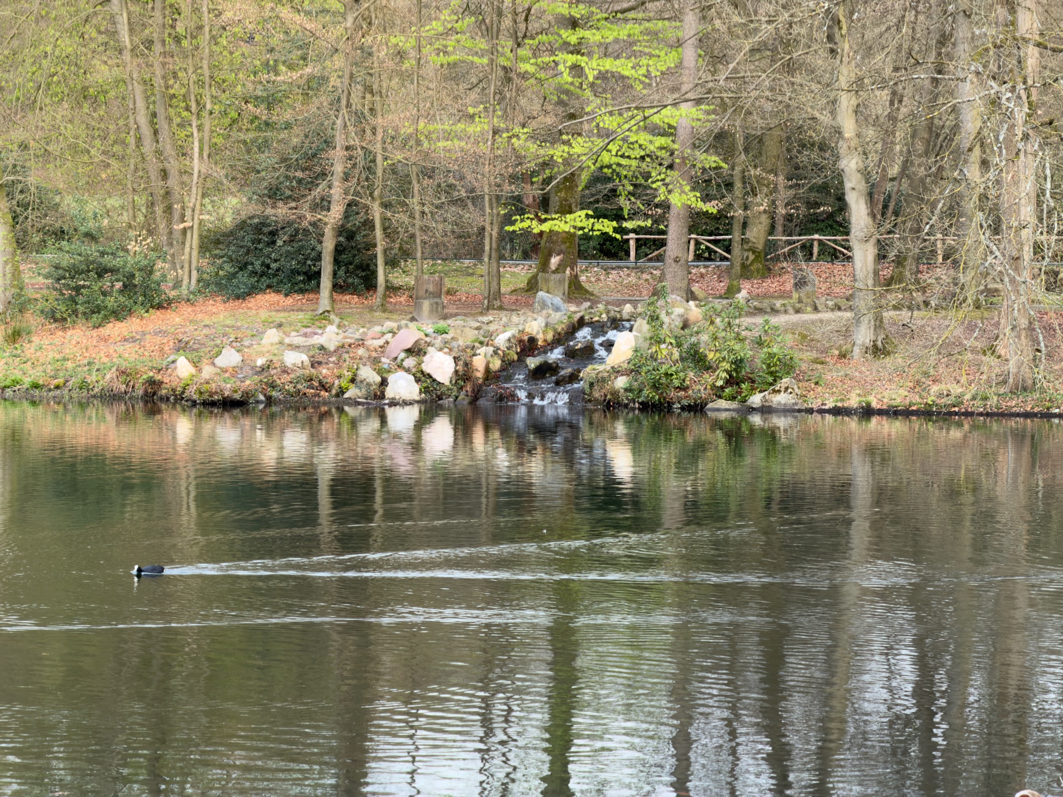 Pond with a duck swimming and a small rocky waterfall in the background