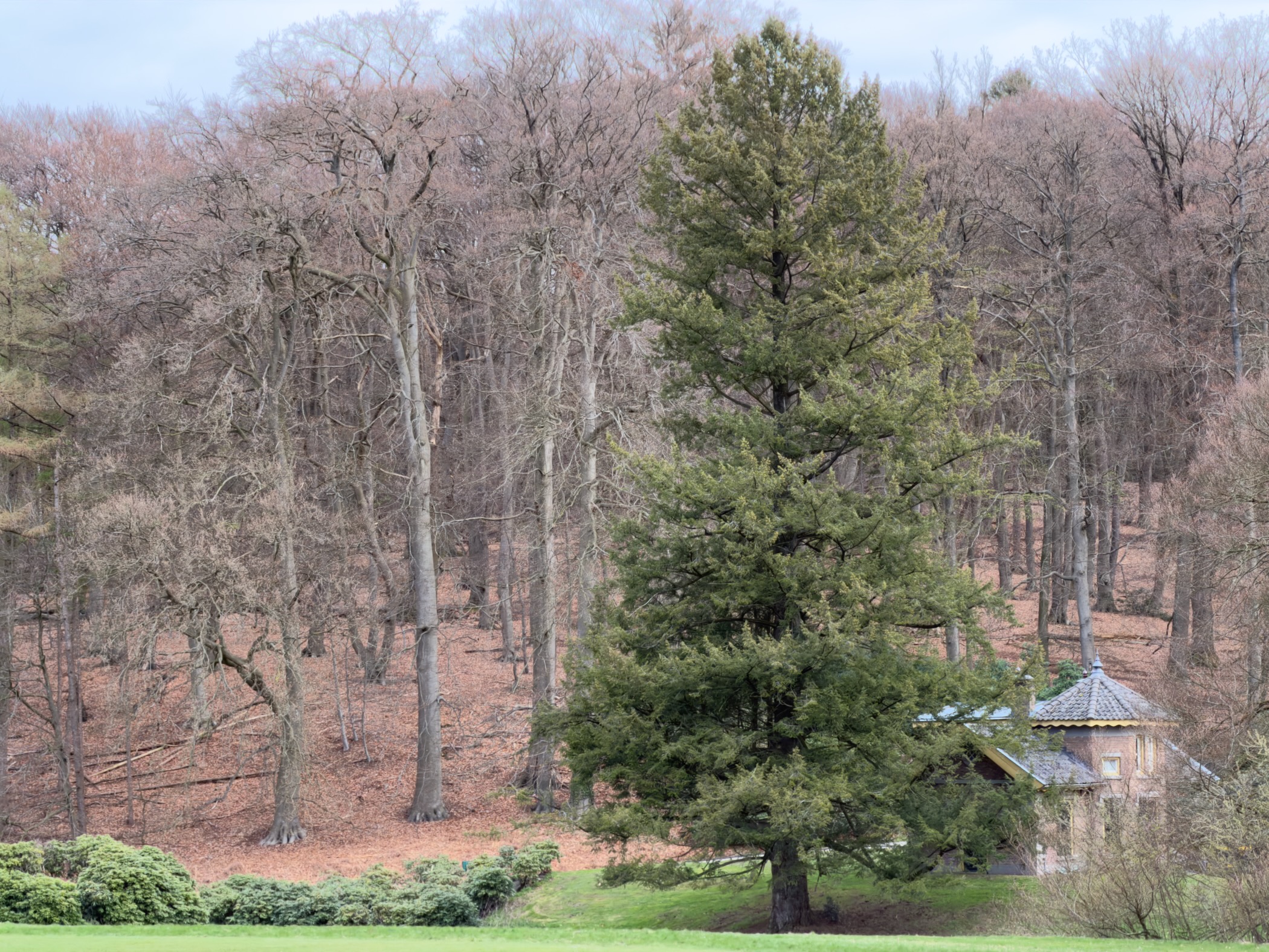 Large conifer tree with a small pavilion nestled in the wooded hillside