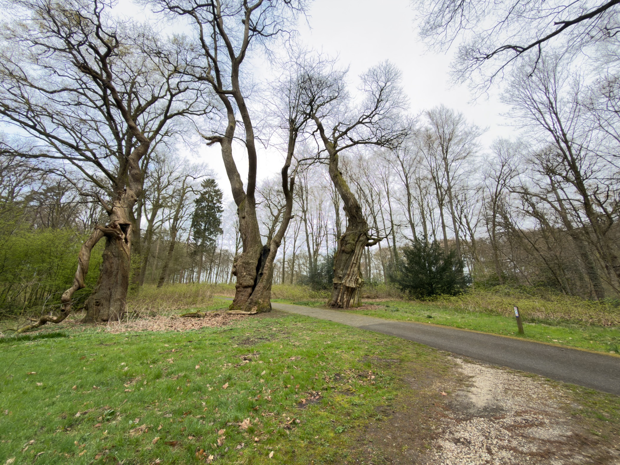 Old gnarled oak trees along a paved road through woodland