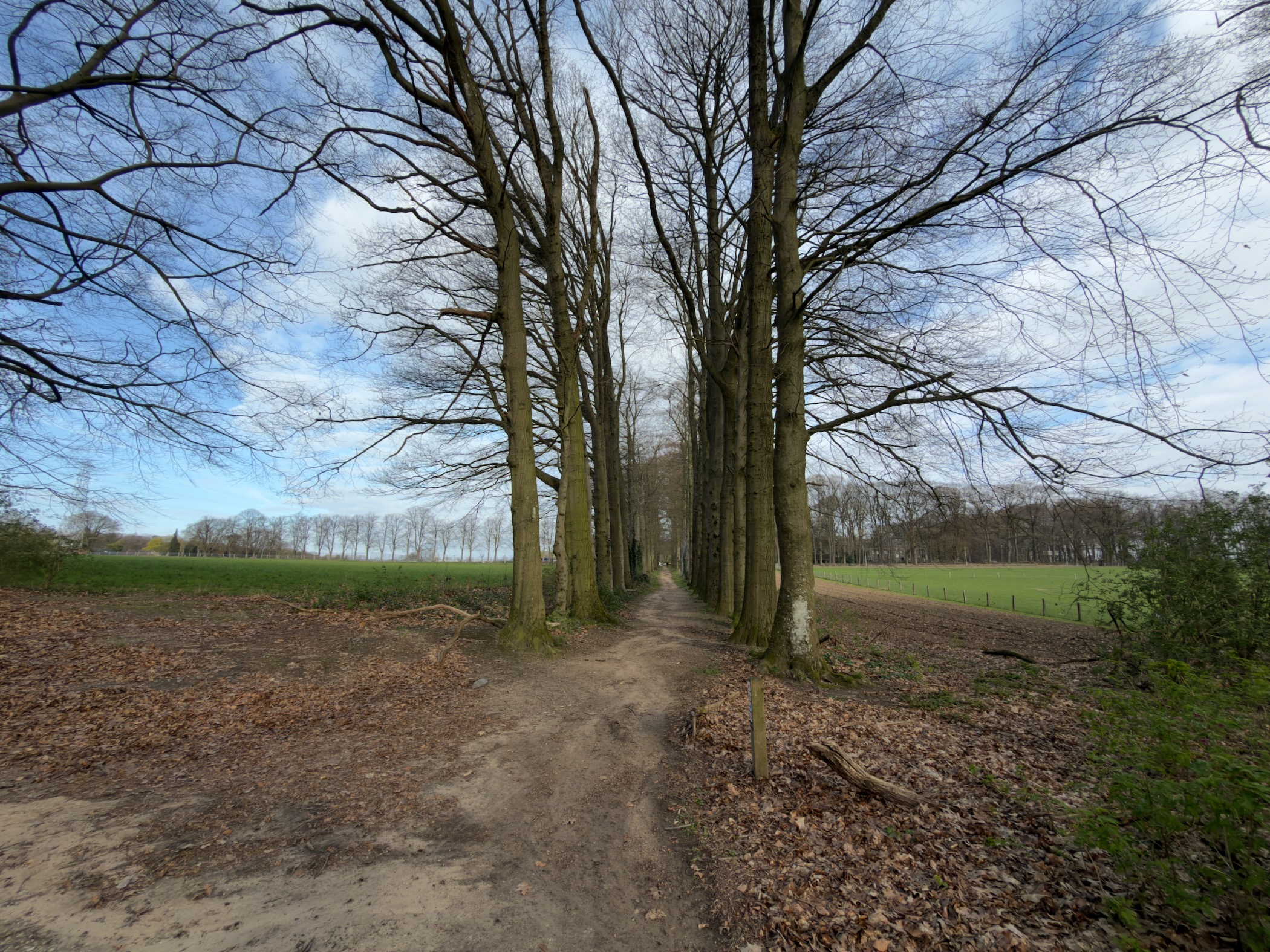 Tree-lined dirt lane between green meadows