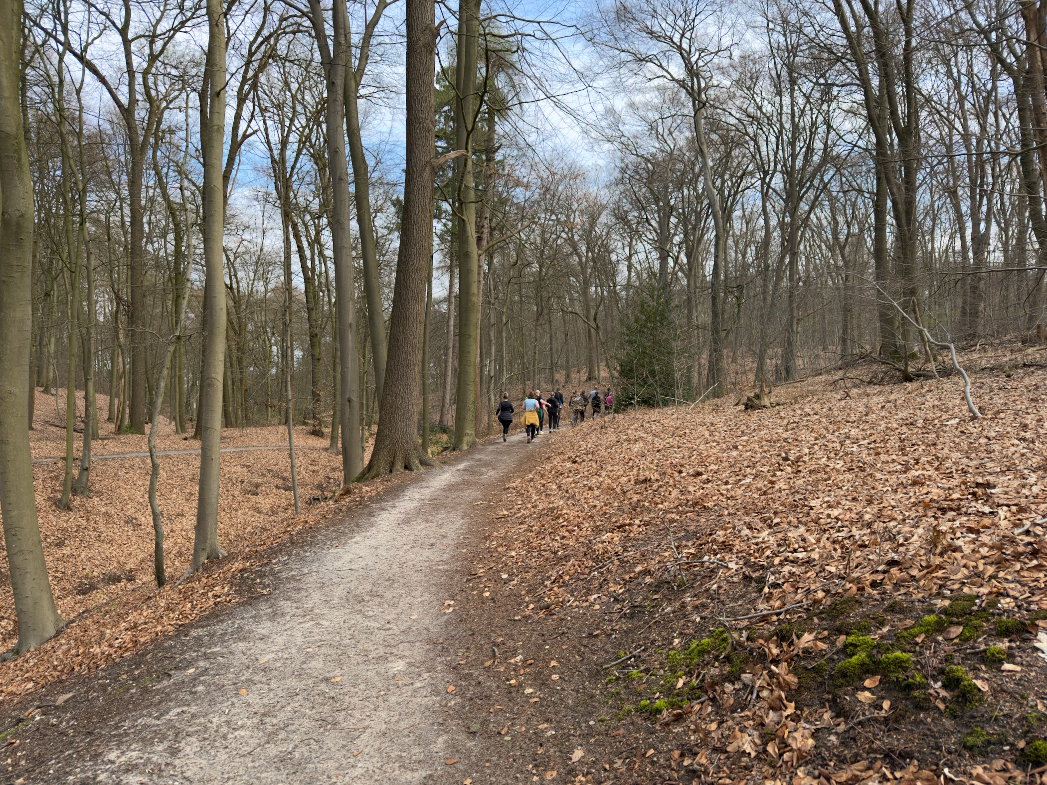 Forest trail with hikers walking among bare deciduous trees