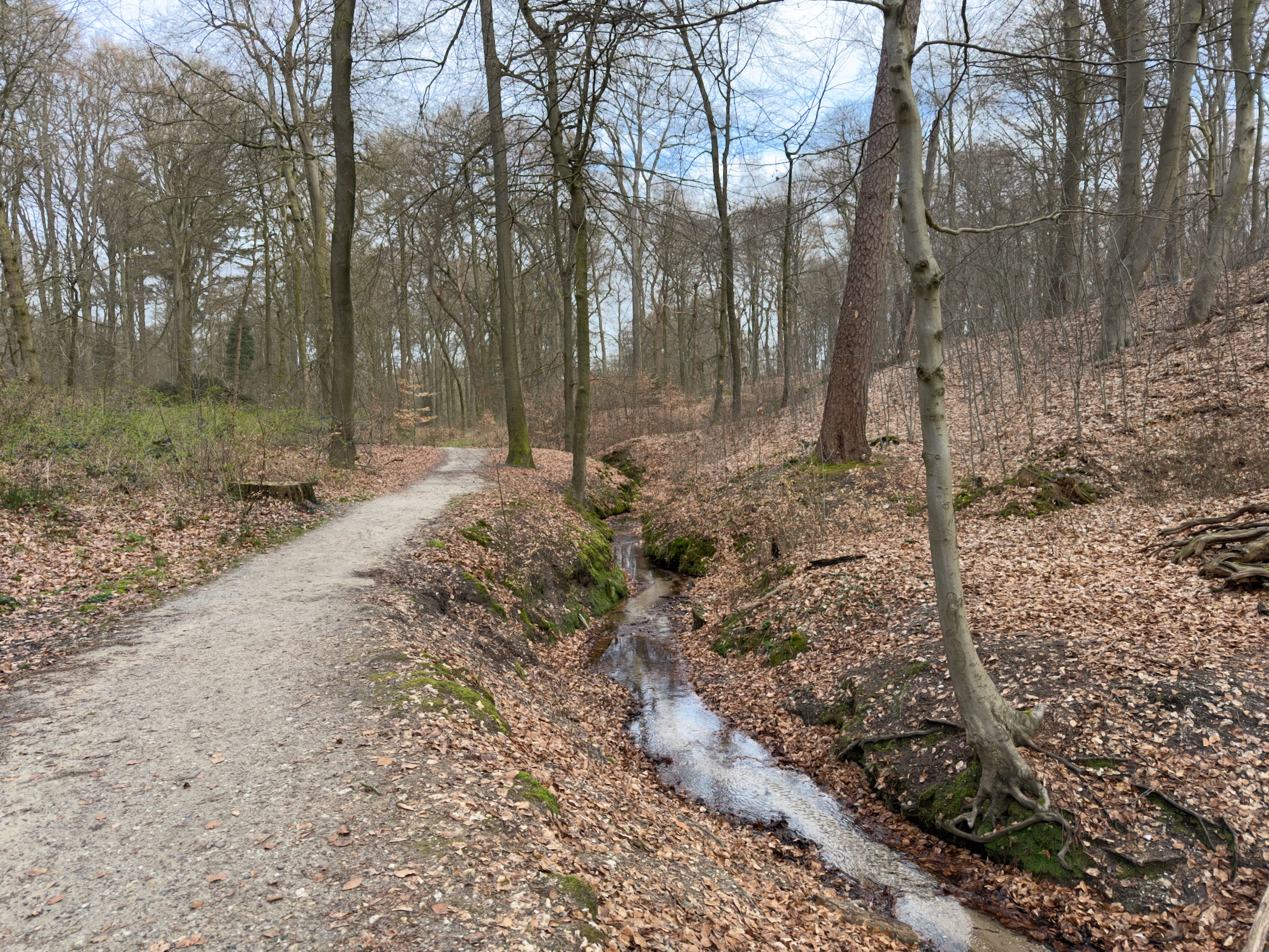 Winding forest path with a small stream alongside