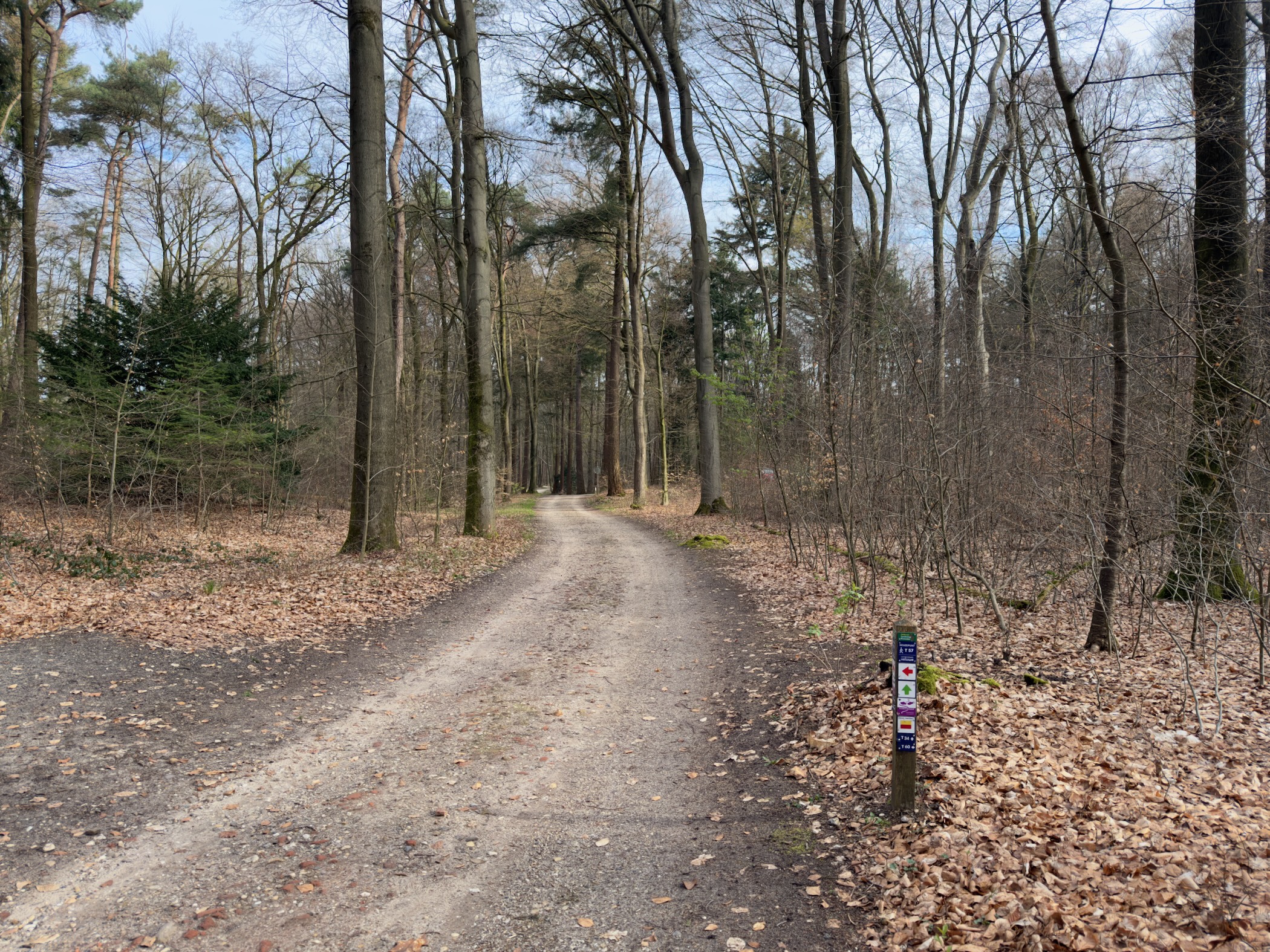 Forest trail with a waymark post among bare trees