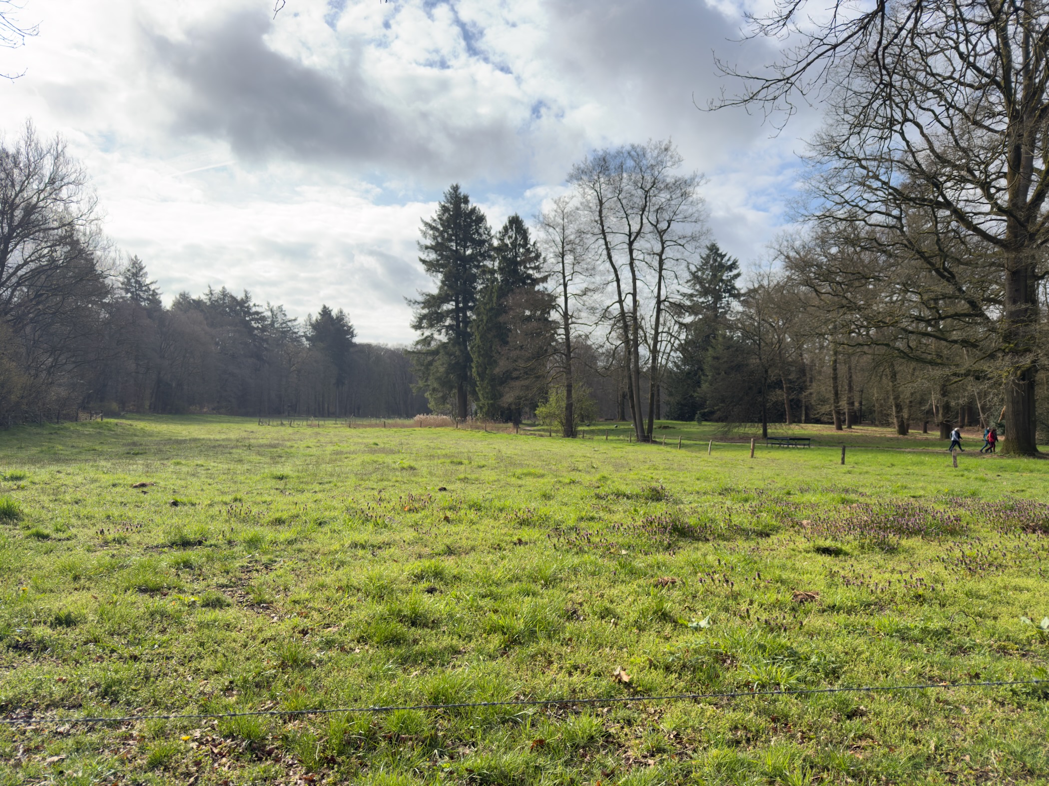 Open green meadow surrounded by trees under dramatic clouds