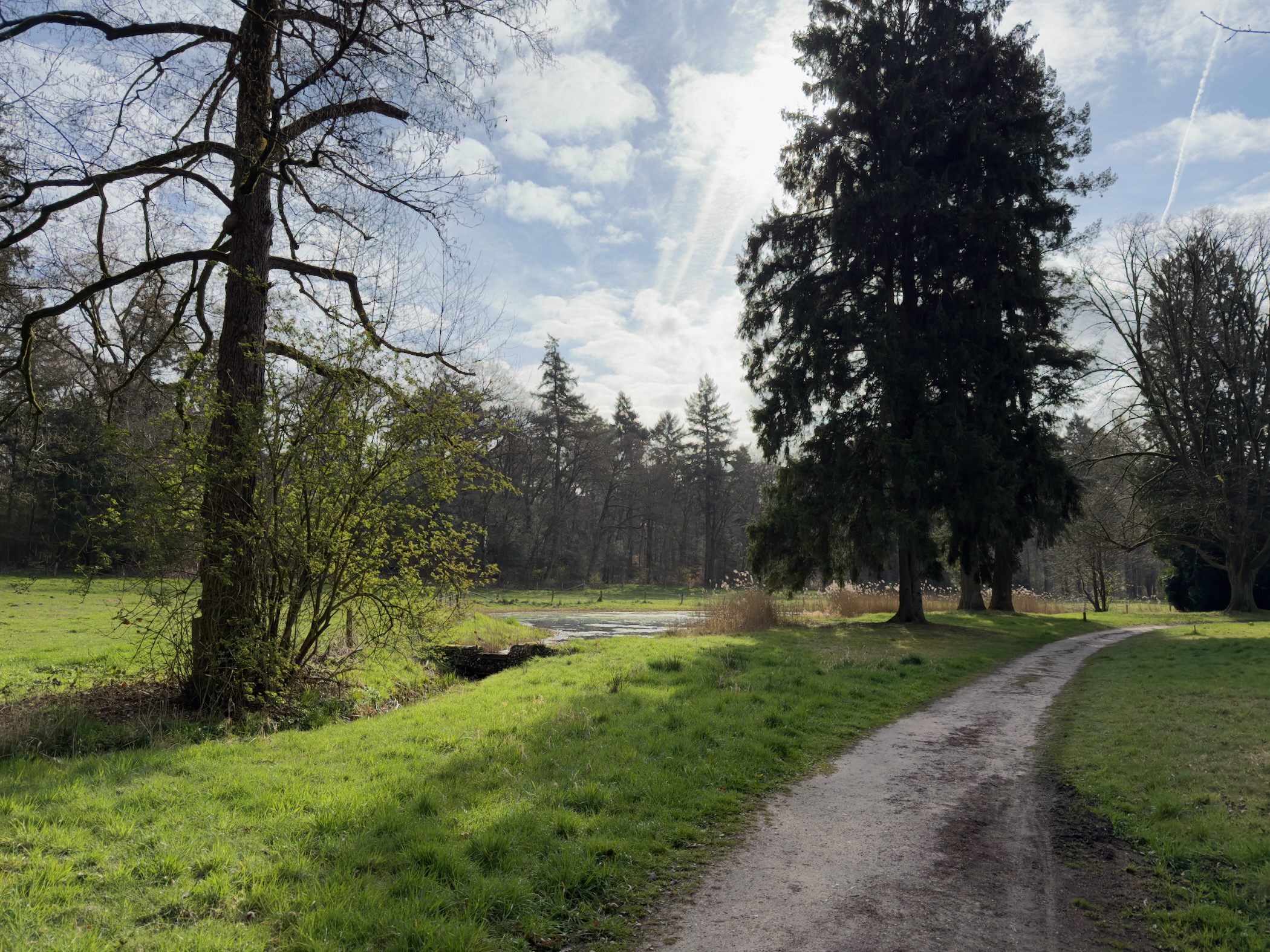 Winding path through parkland with tall conifers and a stream