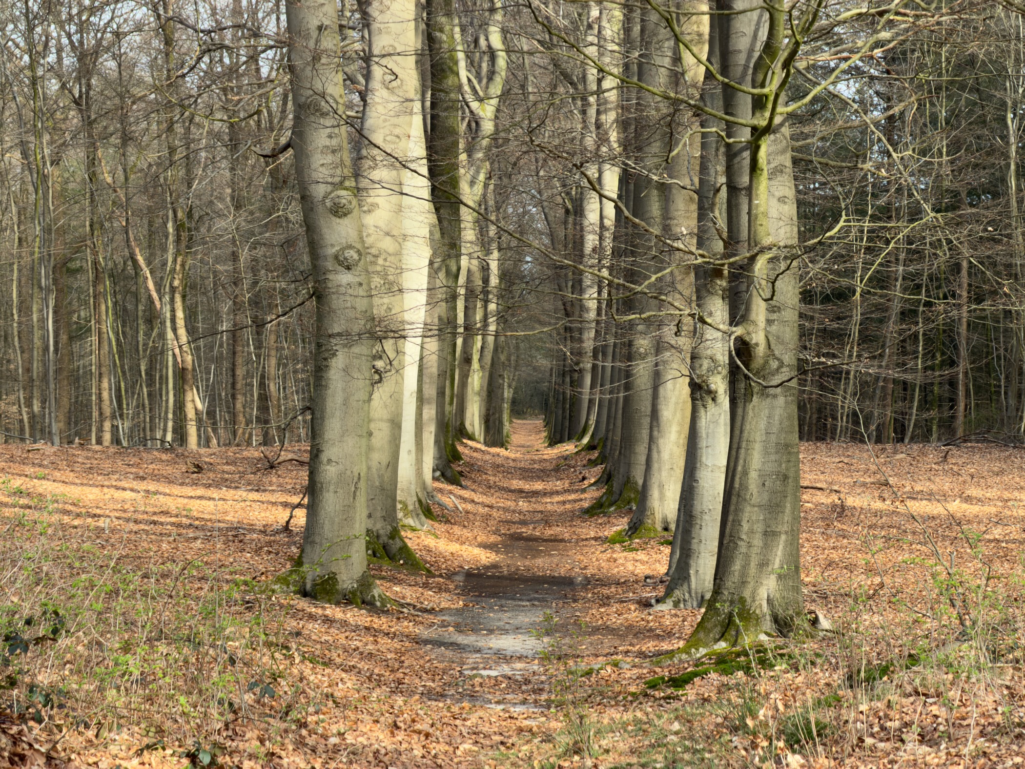 Avenue of tall beech trees forming a tunnel over a leafy path