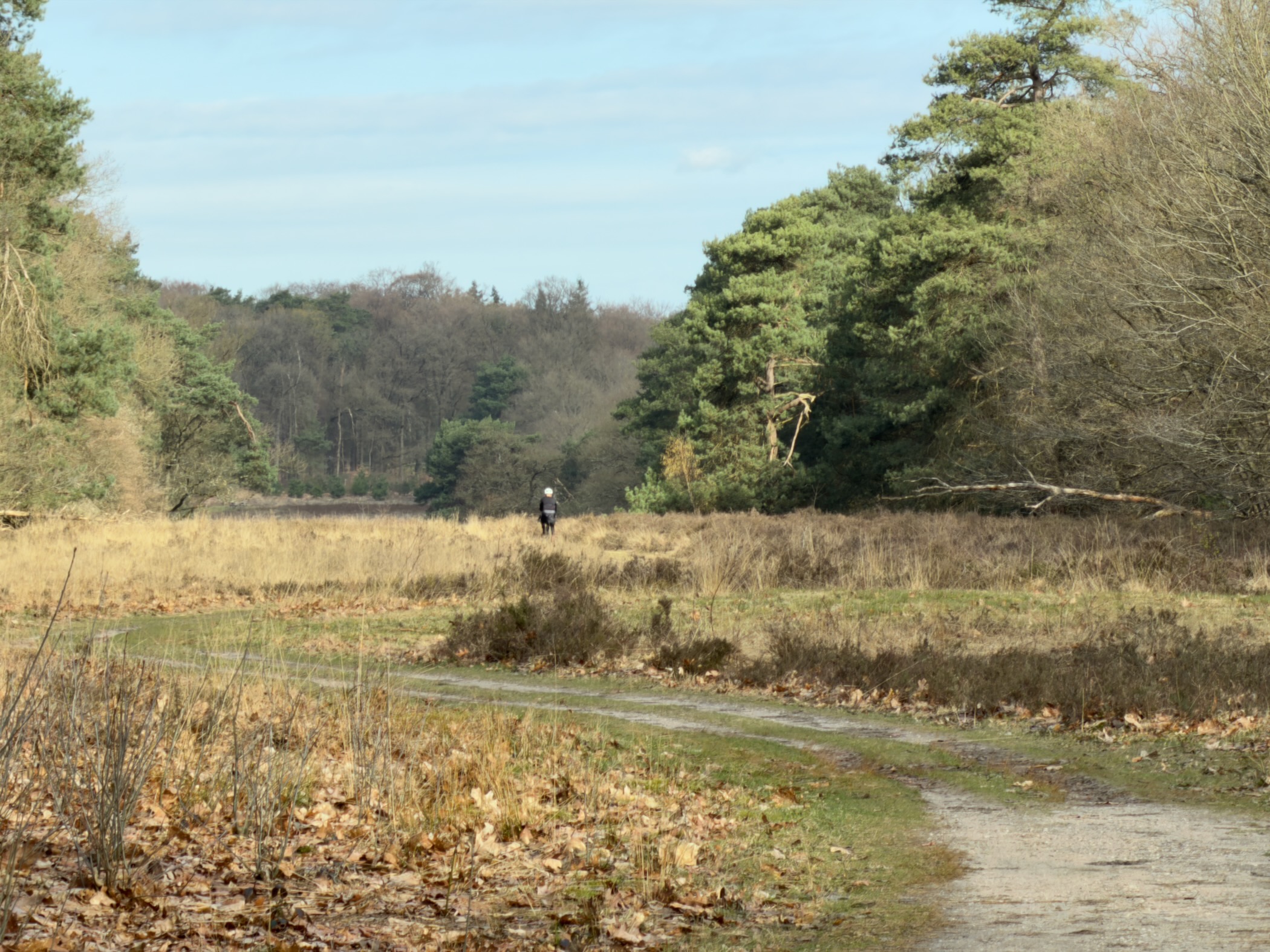 Open heathland with a walker in the distance and mixed woodland