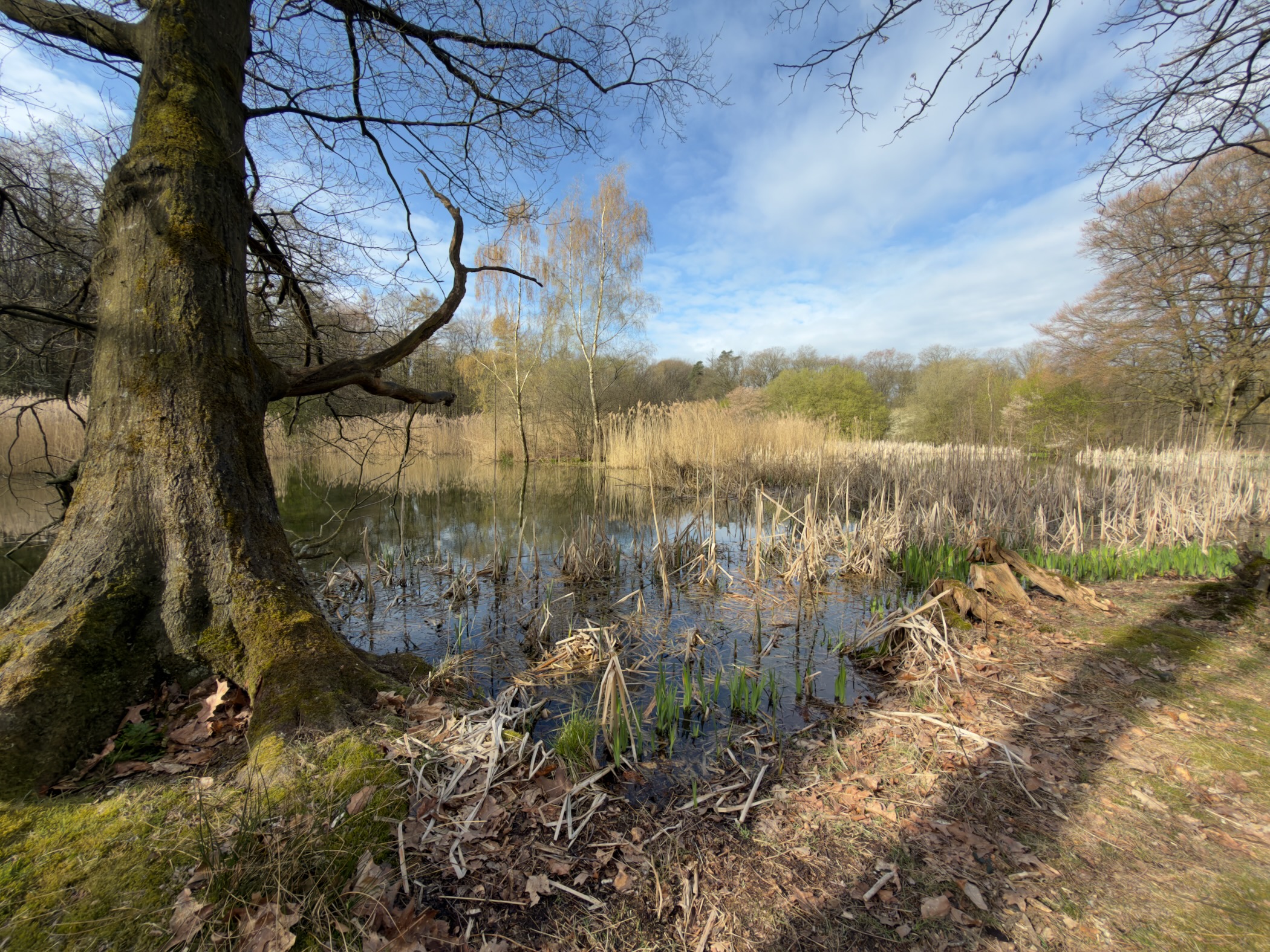 Marshy pond with reeds and an old oak tree at the water's edge