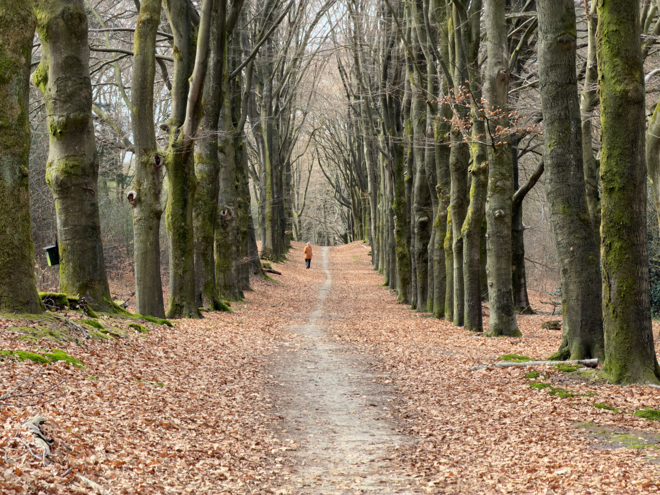 Moss-covered beech tree avenue with a walker in the distance