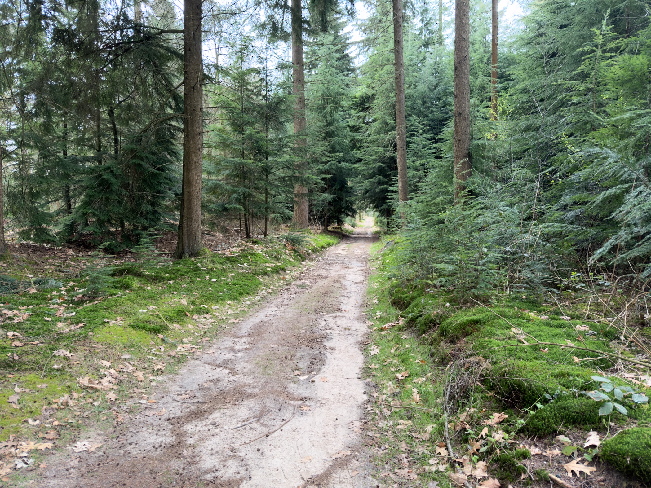 Muddy trail winding through a dense conifer forest