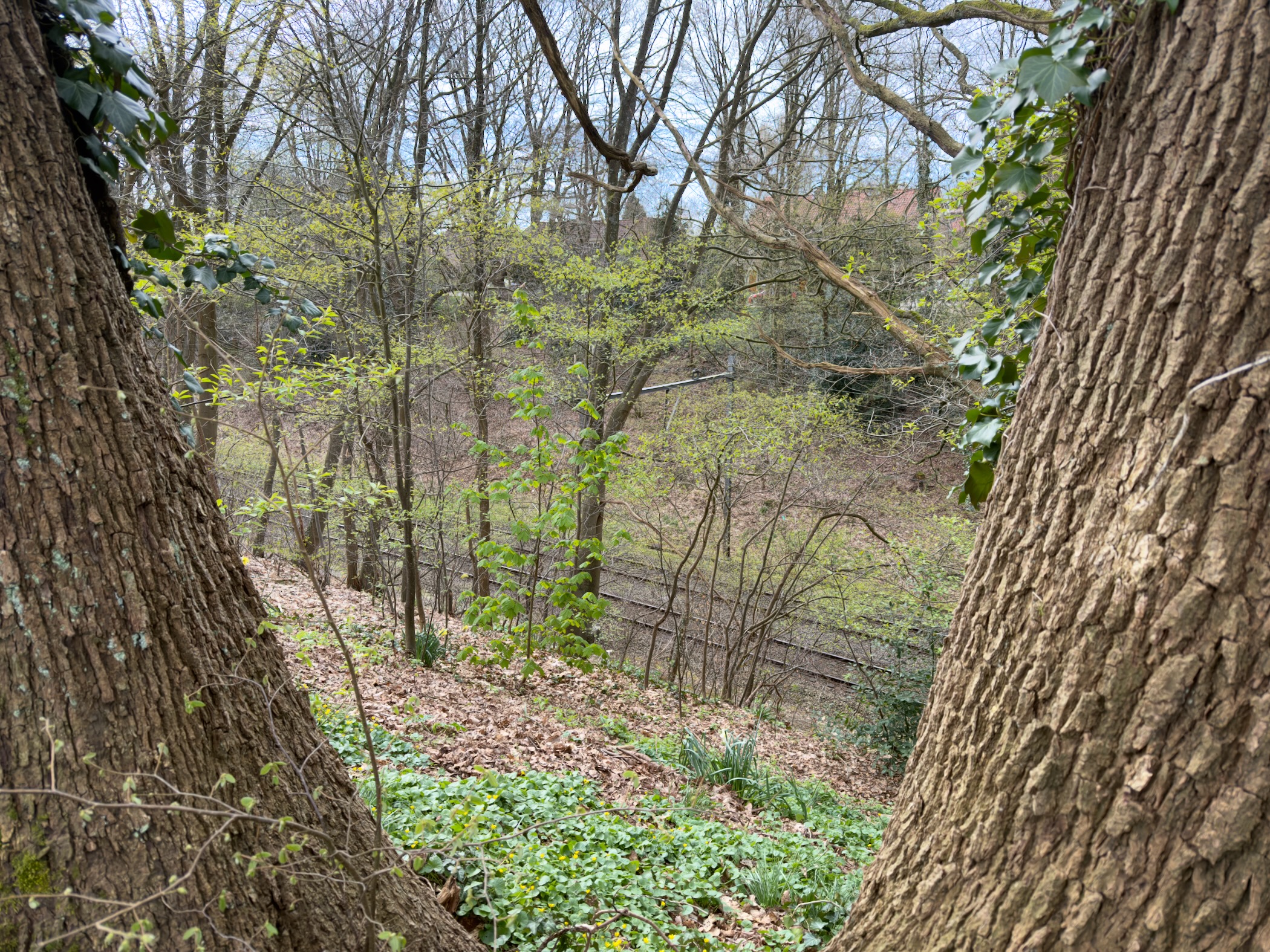 View between two large tree trunks into a wooded valley