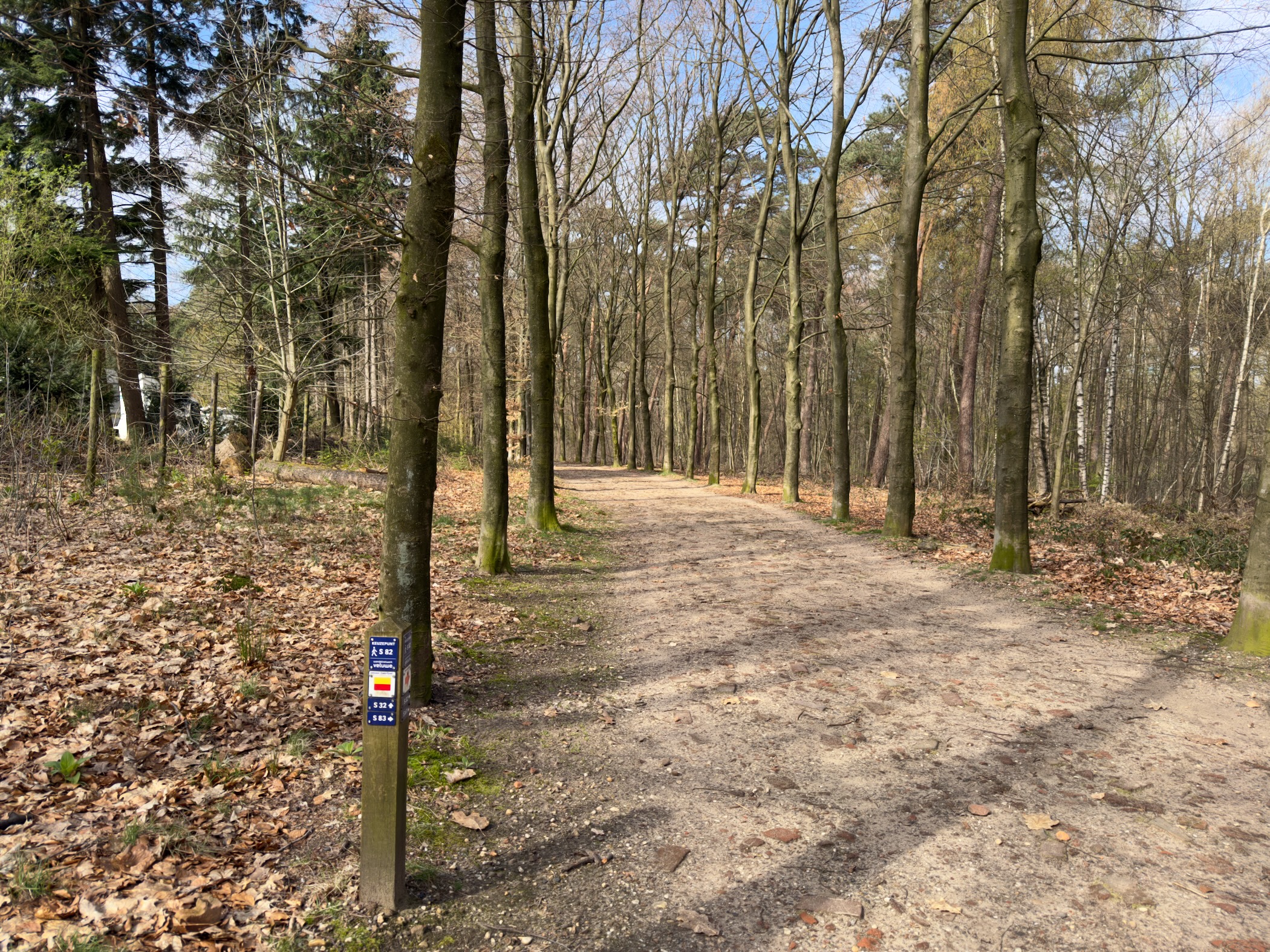 Sandy forest trail with a waymark post among deciduous trees