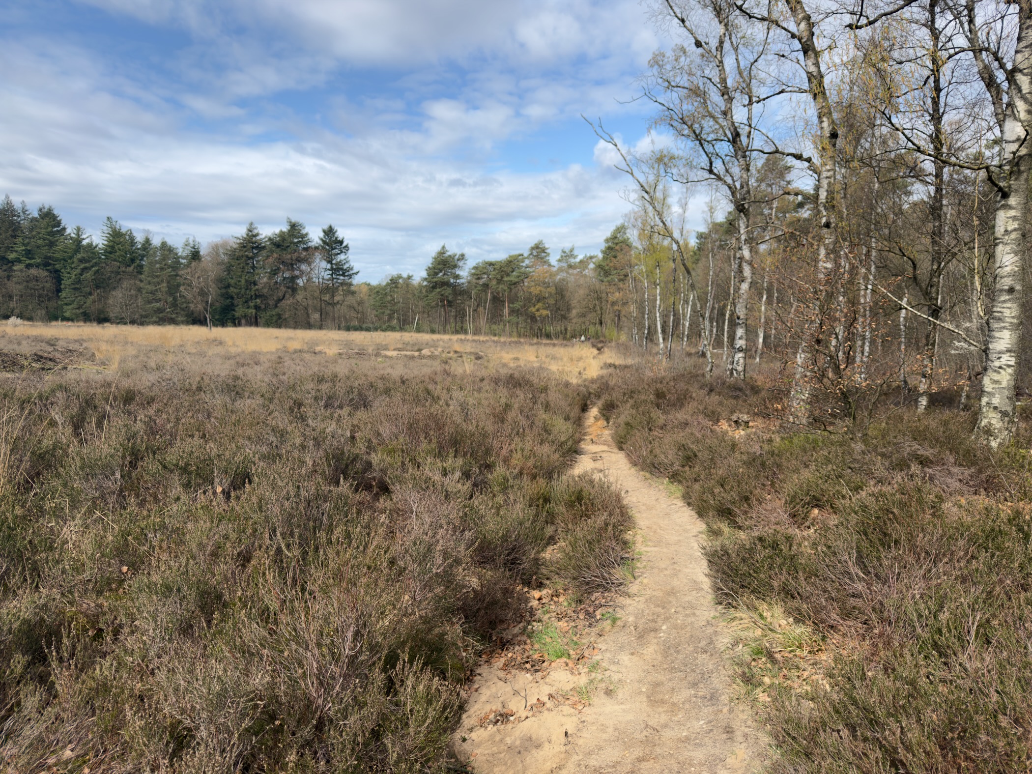 Narrow trail through heathland with birch trees