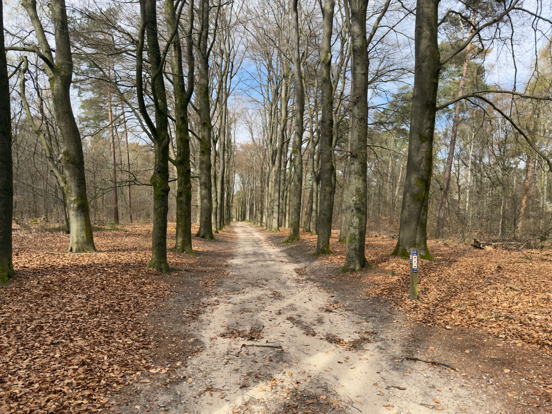 Wide sandy path between rows of bare trees in a forest
