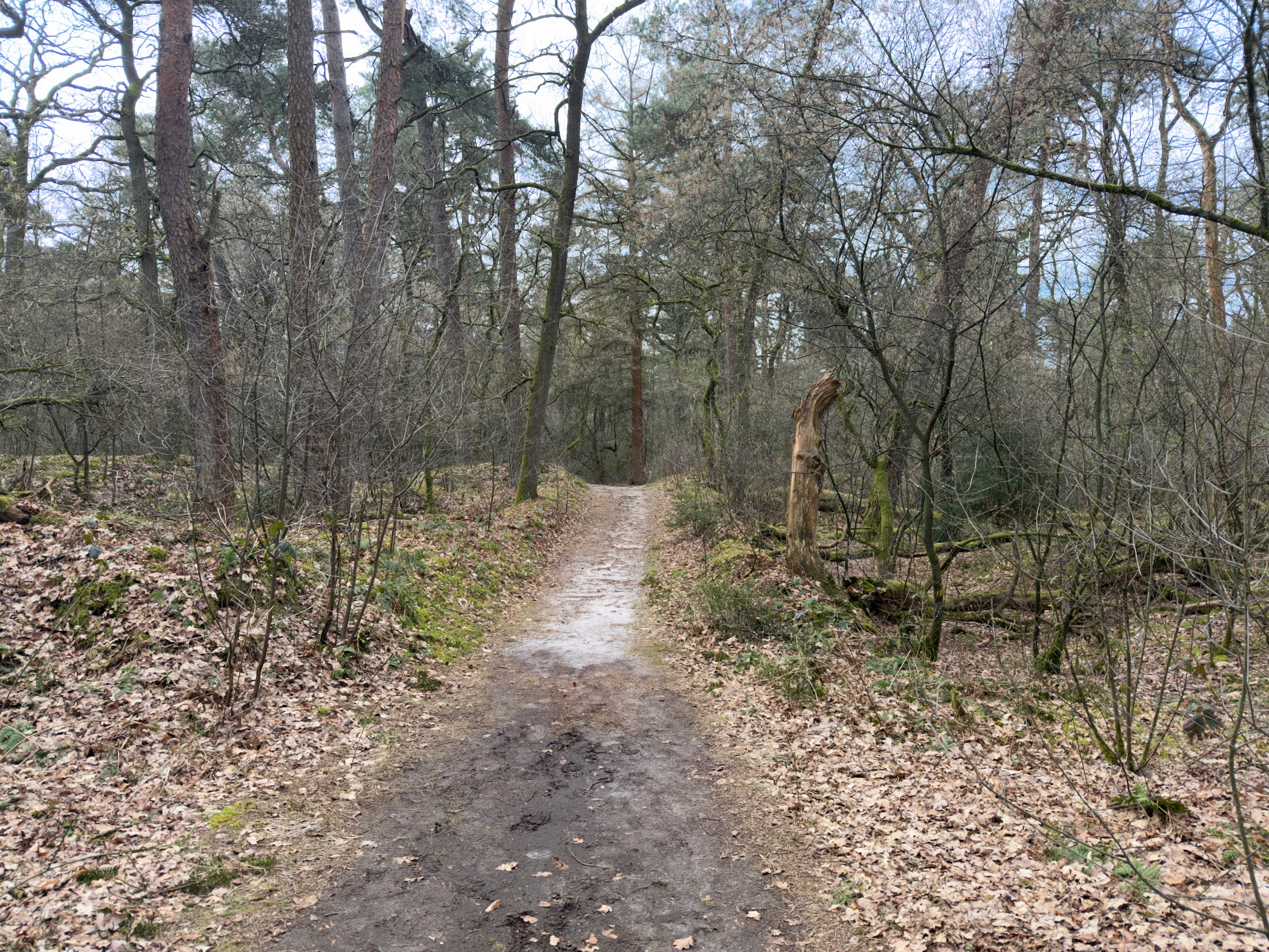 Narrow trail through bare deciduous woodland