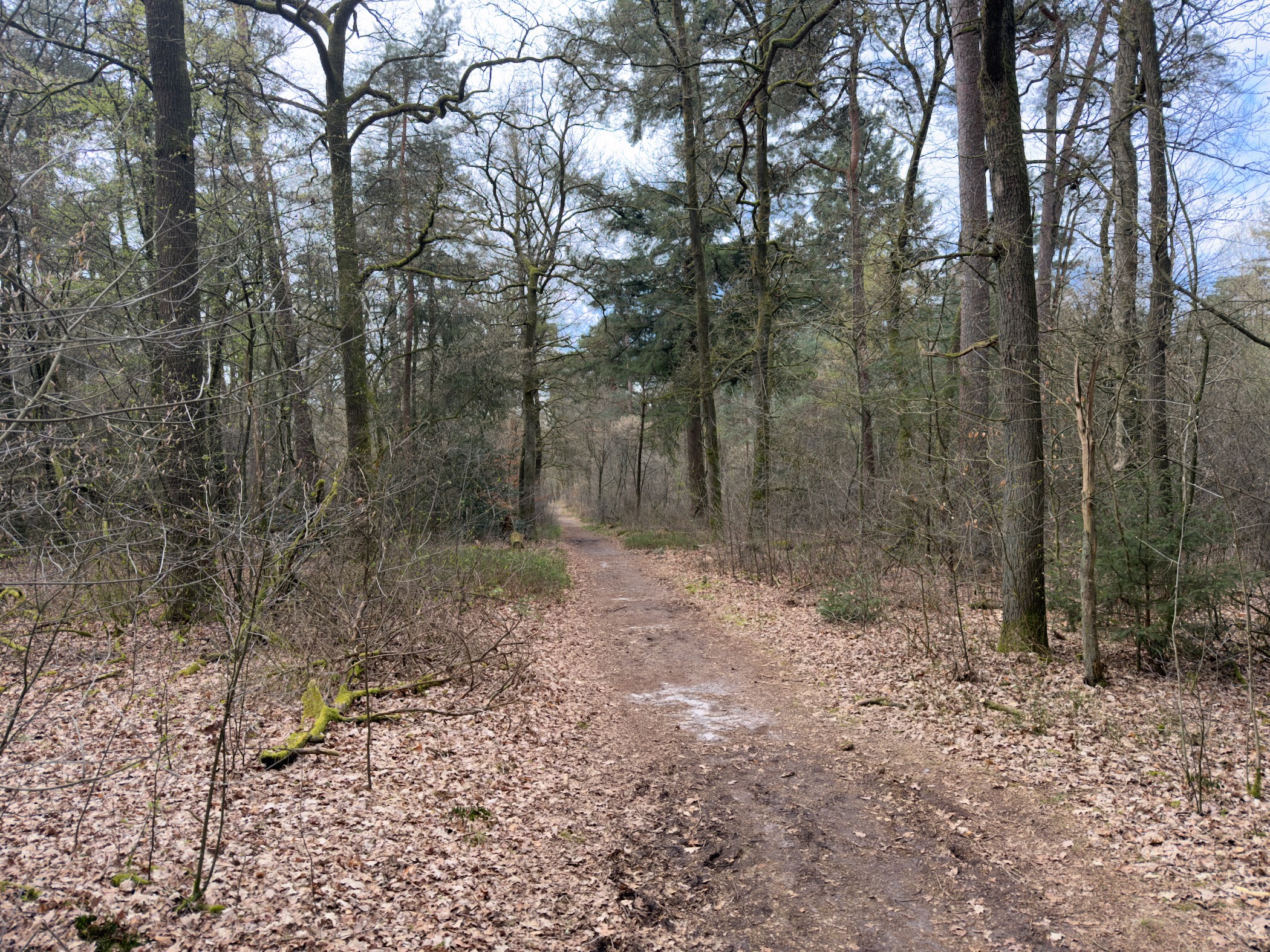 Leaf-covered path through an oak and pine forest