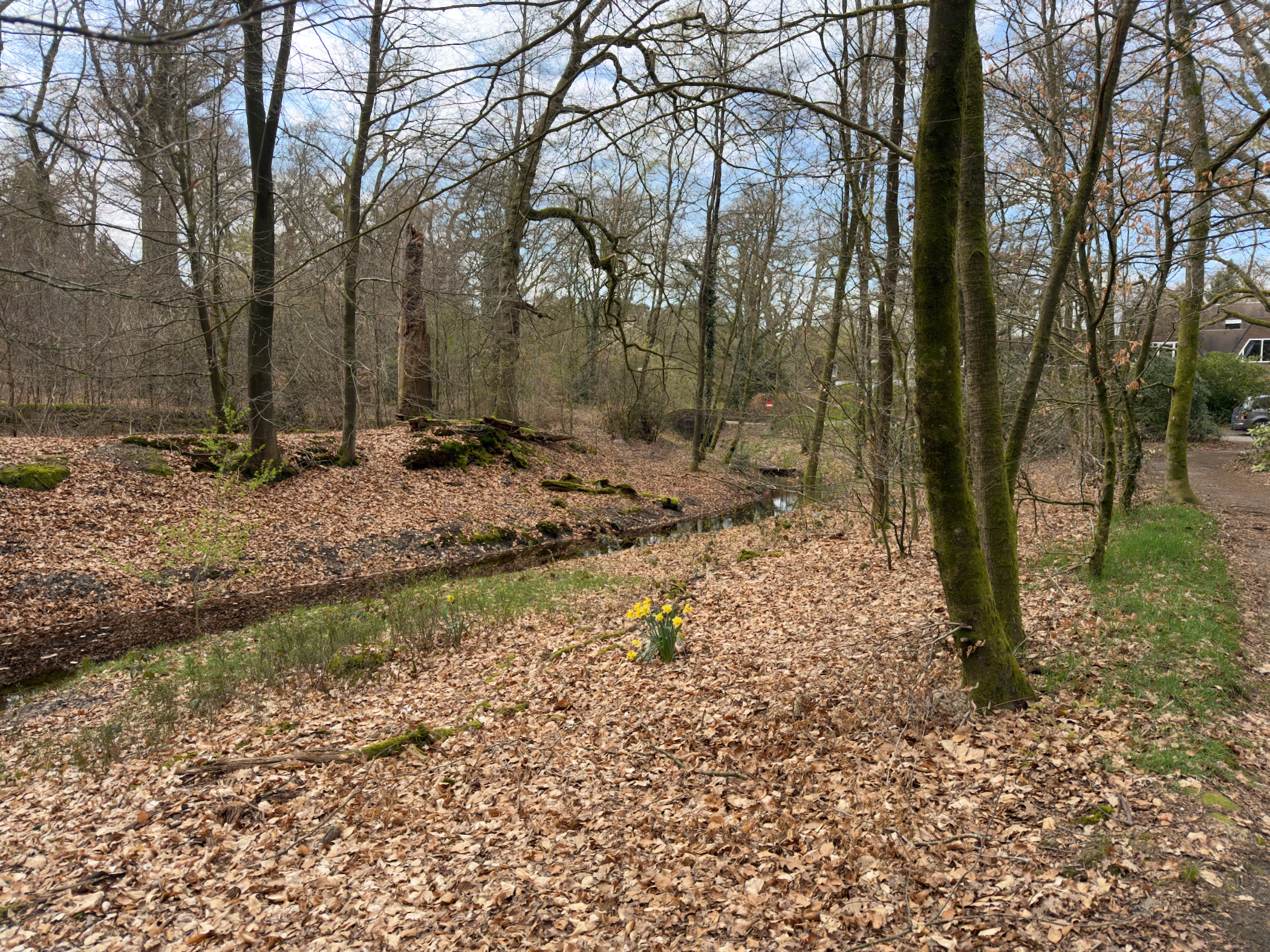 Dry streambed with fallen leaves and daffodils blooming among trees