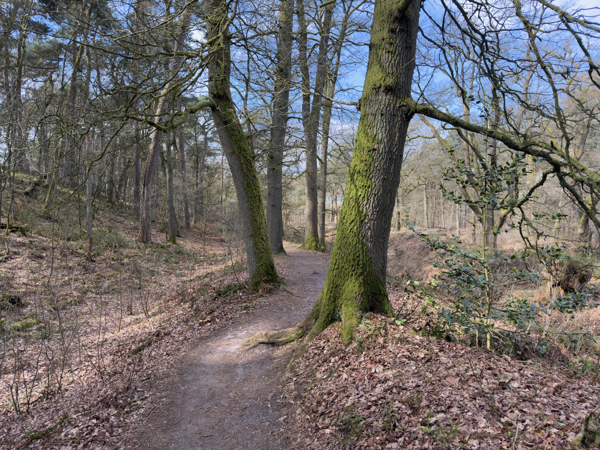 Winding forest path past moss-covered tree trunks