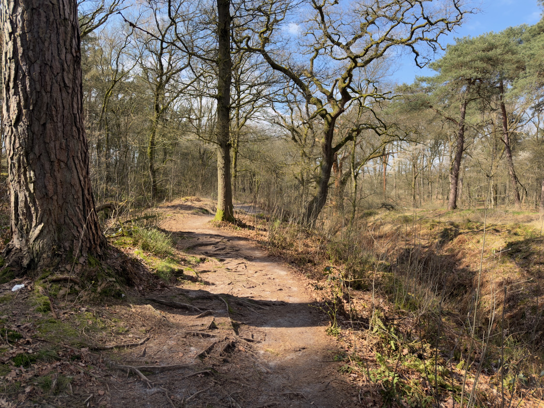 Sandy trail curving through a forest with exposed tree roots