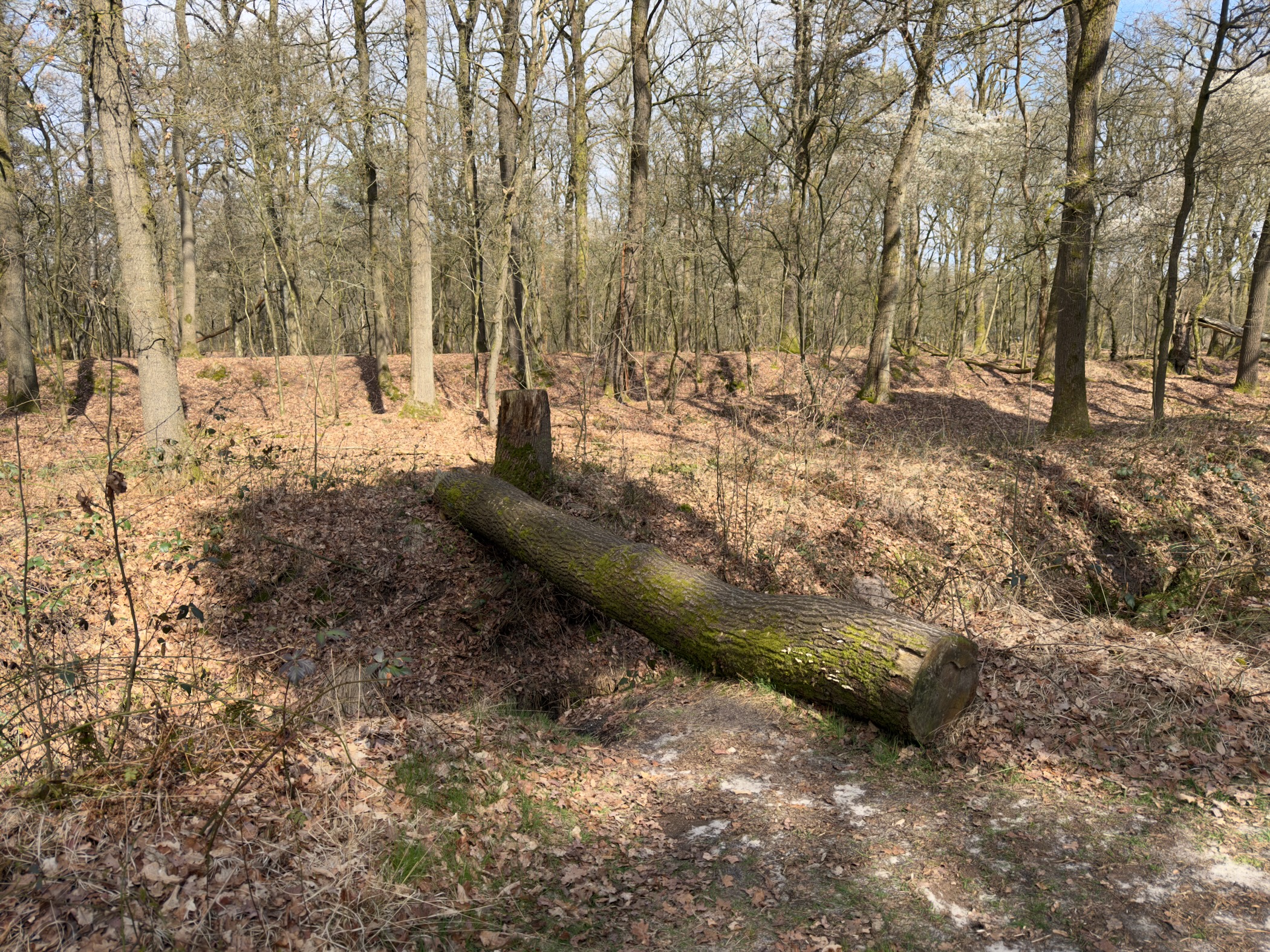 Moss-covered fallen log on the forest floor